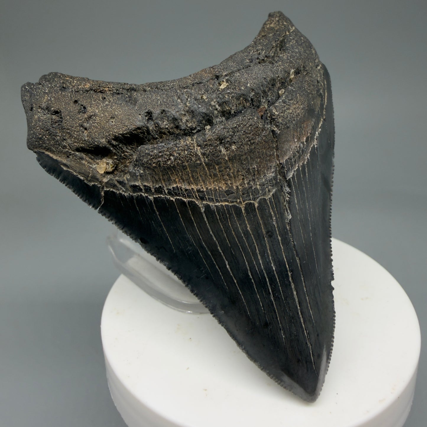 Front Left View Colorful 3.47" Megalodon Tooth – Colorful Fossil Megalodon Tooth from South Carolina for Sale CM5920