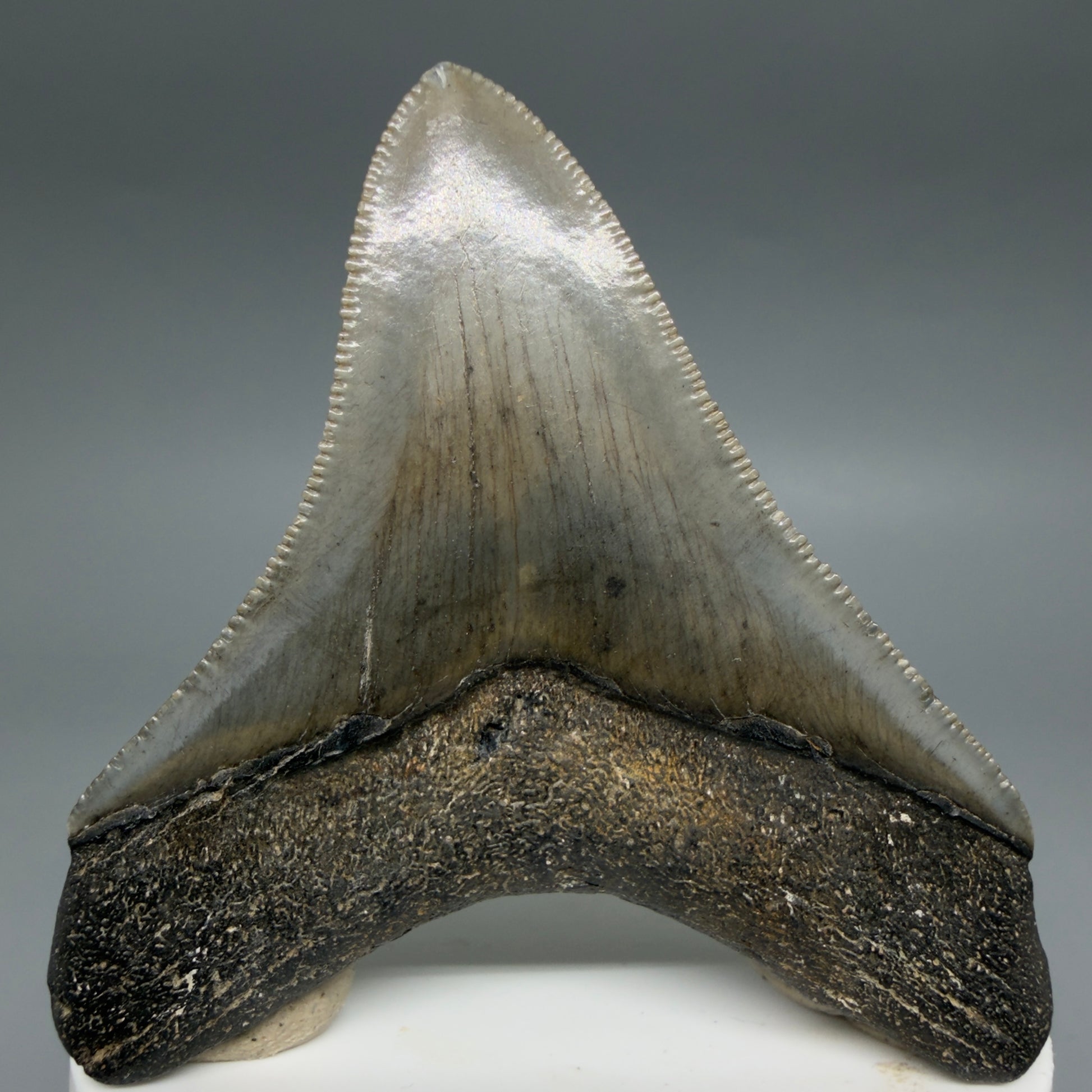 Back View Gorgeous, sharply serrated 2.81" Fossil Megalodon Tooth – South Carolina River Find | Authentic CM6401