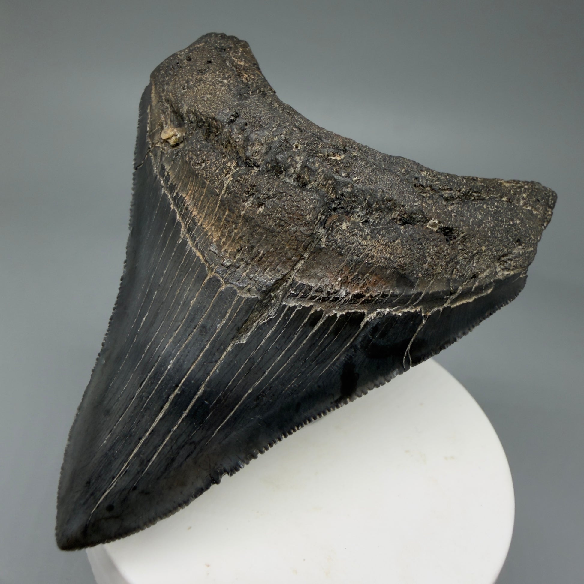 Front Right View Colorful 3.47" Megalodon Tooth – Colorful Fossil Megalodon Tooth from South Carolina for Sale CM5920