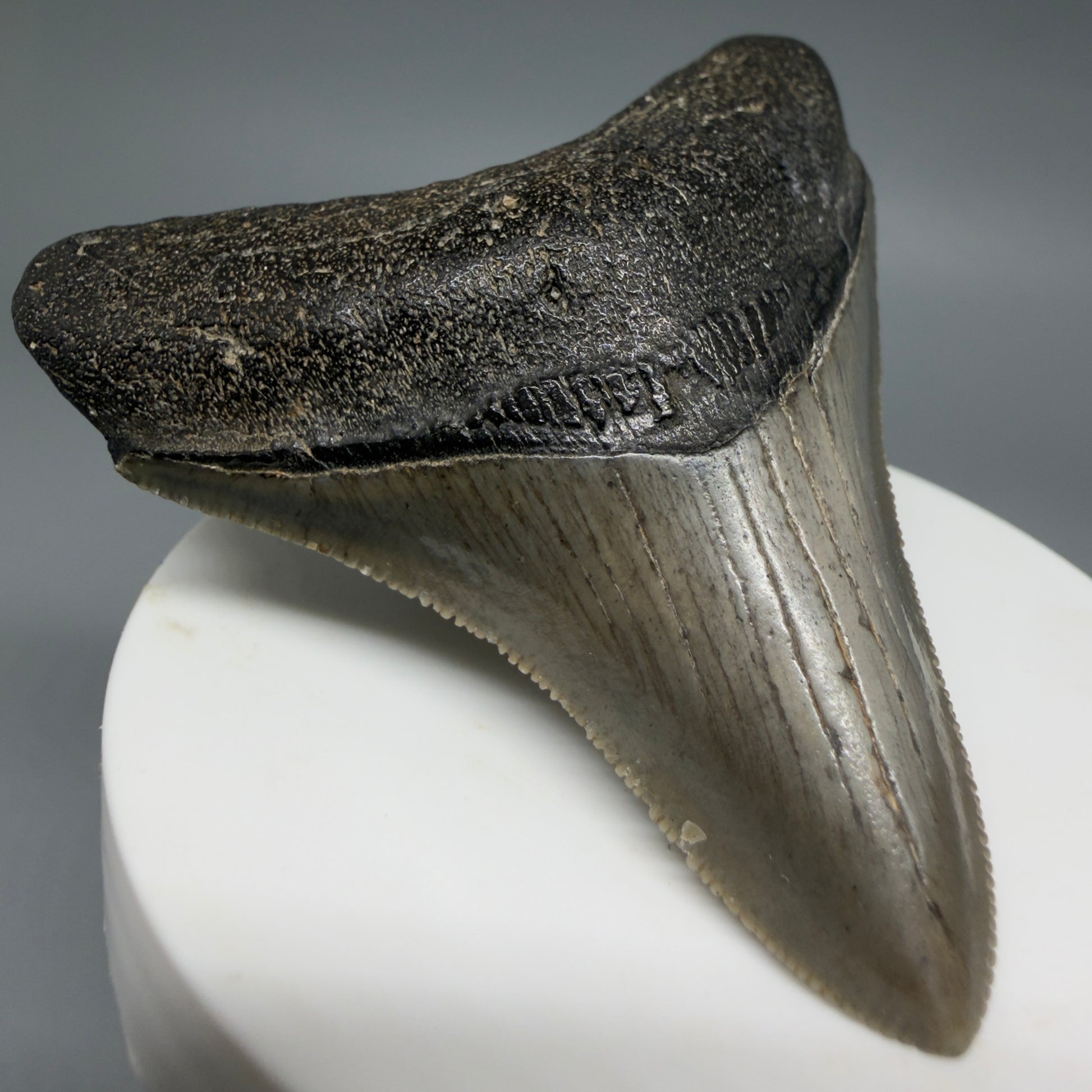 Front Left View Gorgeous, sharply serrated 2.81" Fossil Megalodon Tooth – South Carolina River Find | Authentic CM6401