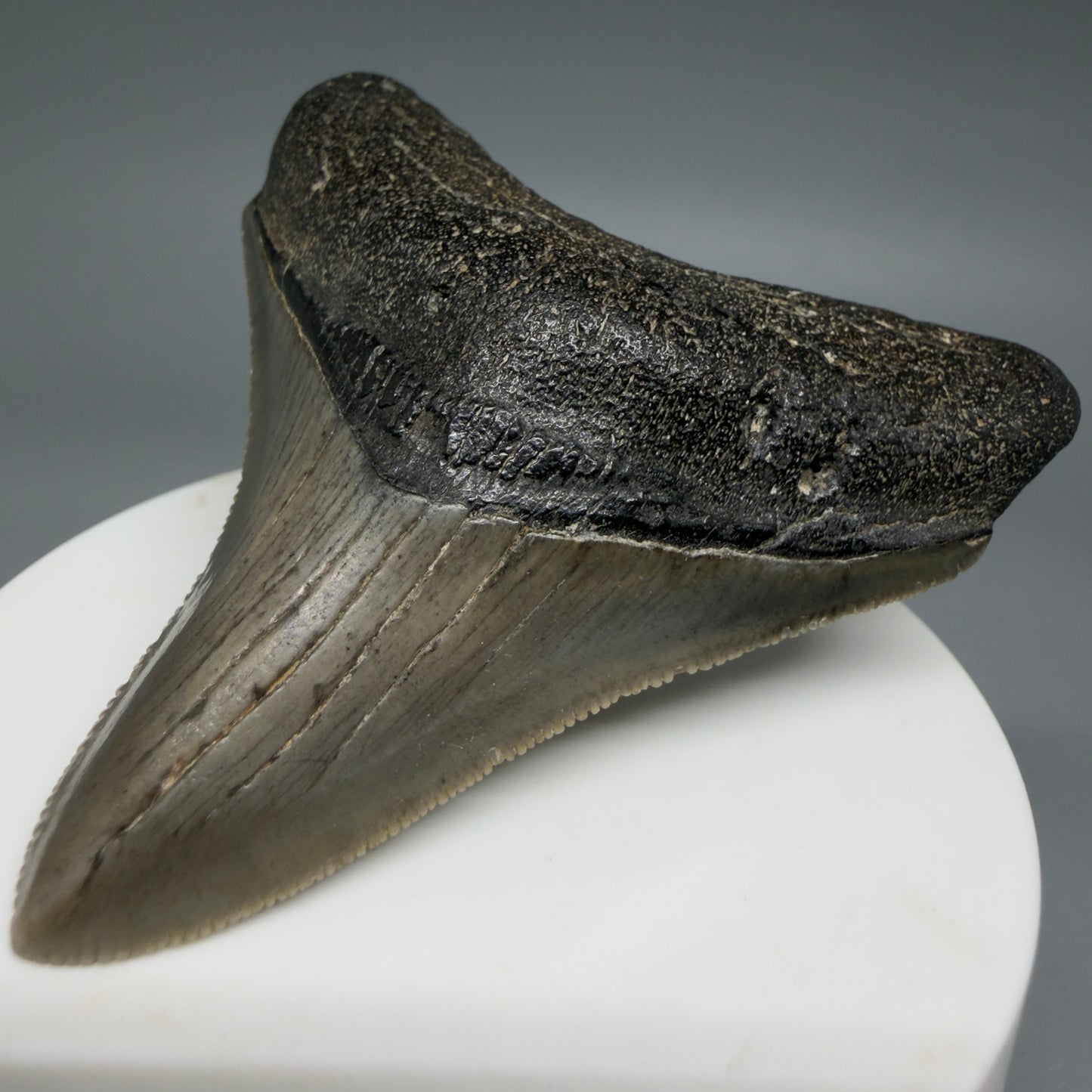 Front Right View Gorgeous, sharply serrated 2.81" Fossil Megalodon Tooth – South Carolina River Find | Authentic CM6401