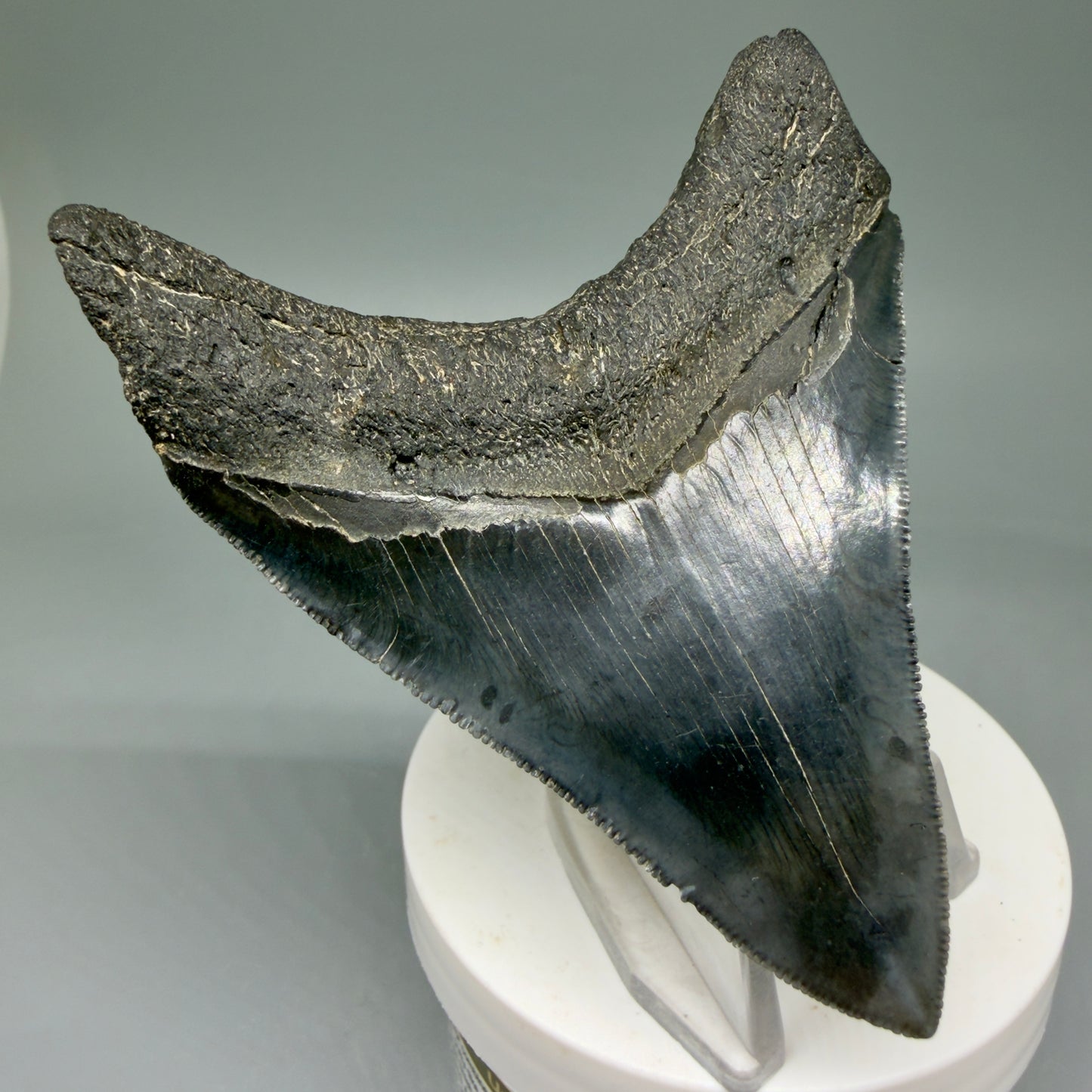 Back Left View Colorful 3.47" Megalodon Tooth – Colorful Fossil Megalodon Tooth from South Carolina for Sale CM5920