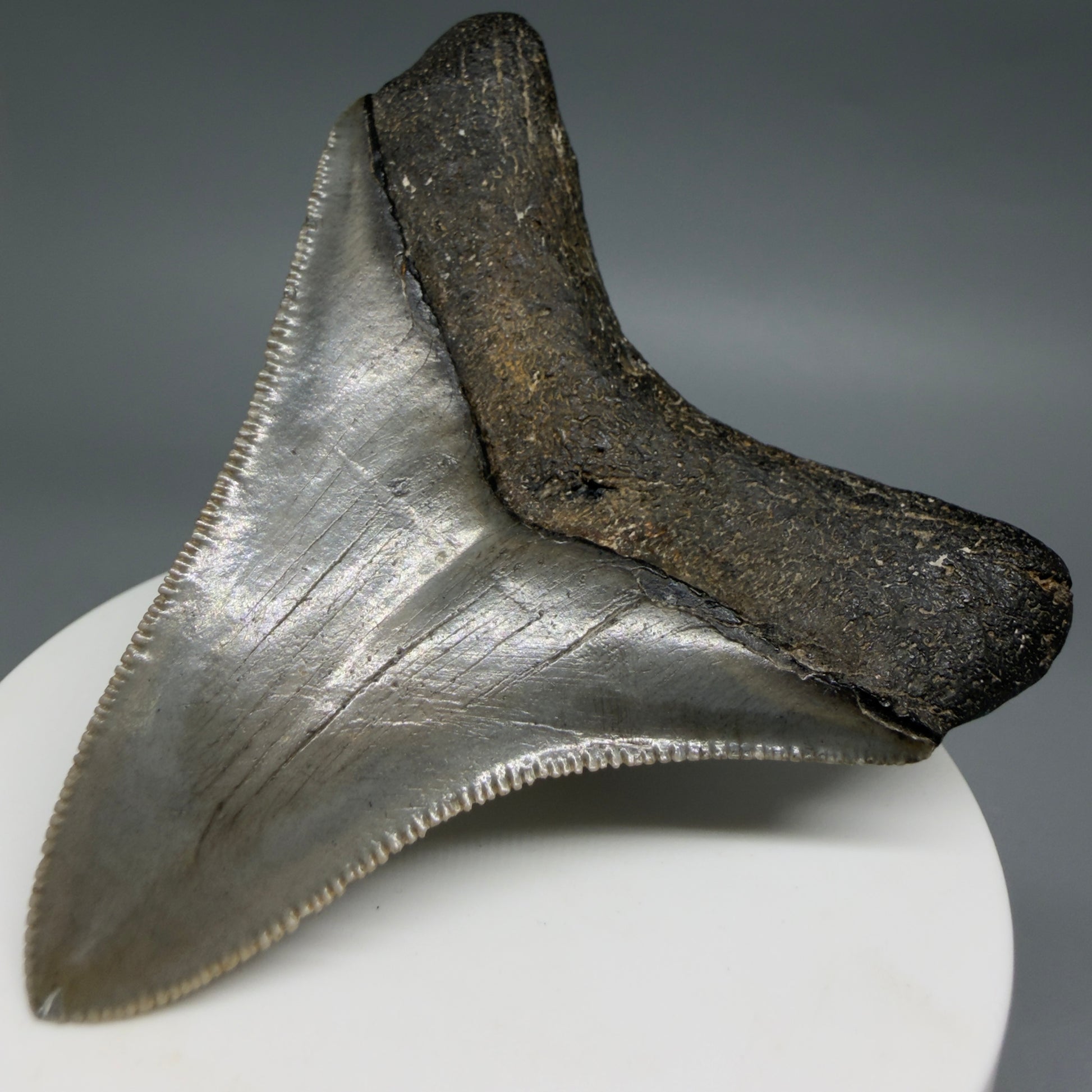 Back Right View Gorgeous, sharply serrated 2.81" Fossil Megalodon Tooth – South Carolina River Find | Authentic CM6401