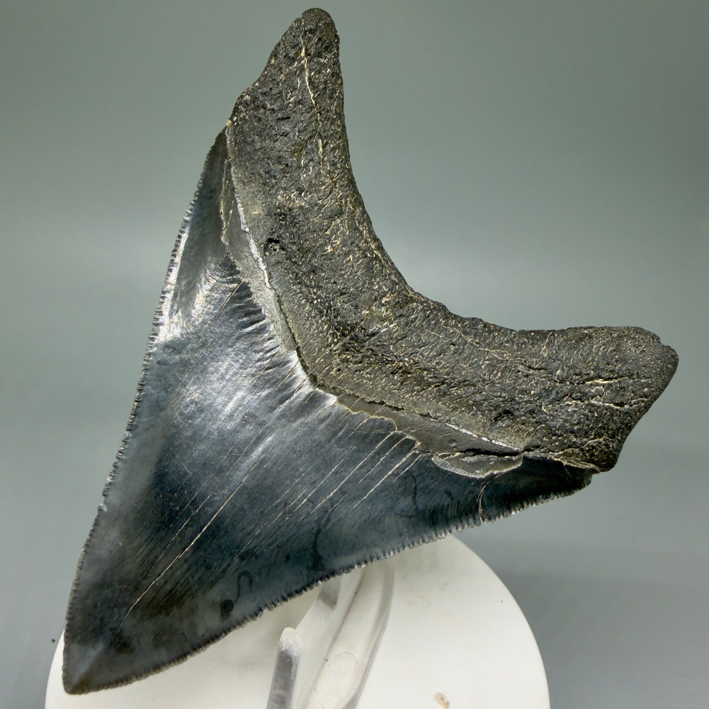 Back Right View Colorful 3.47" Megalodon Tooth – Colorful Fossil Megalodon Tooth from South Carolina for Sale CM5920