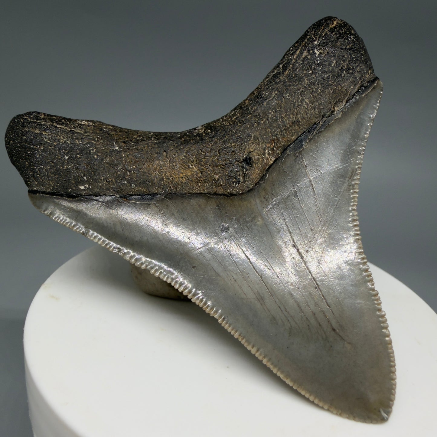 Back Left View Gorgeous, sharply serrated 2.81" Fossil Megalodon Tooth – South Carolina River Find | Authentic CM6401