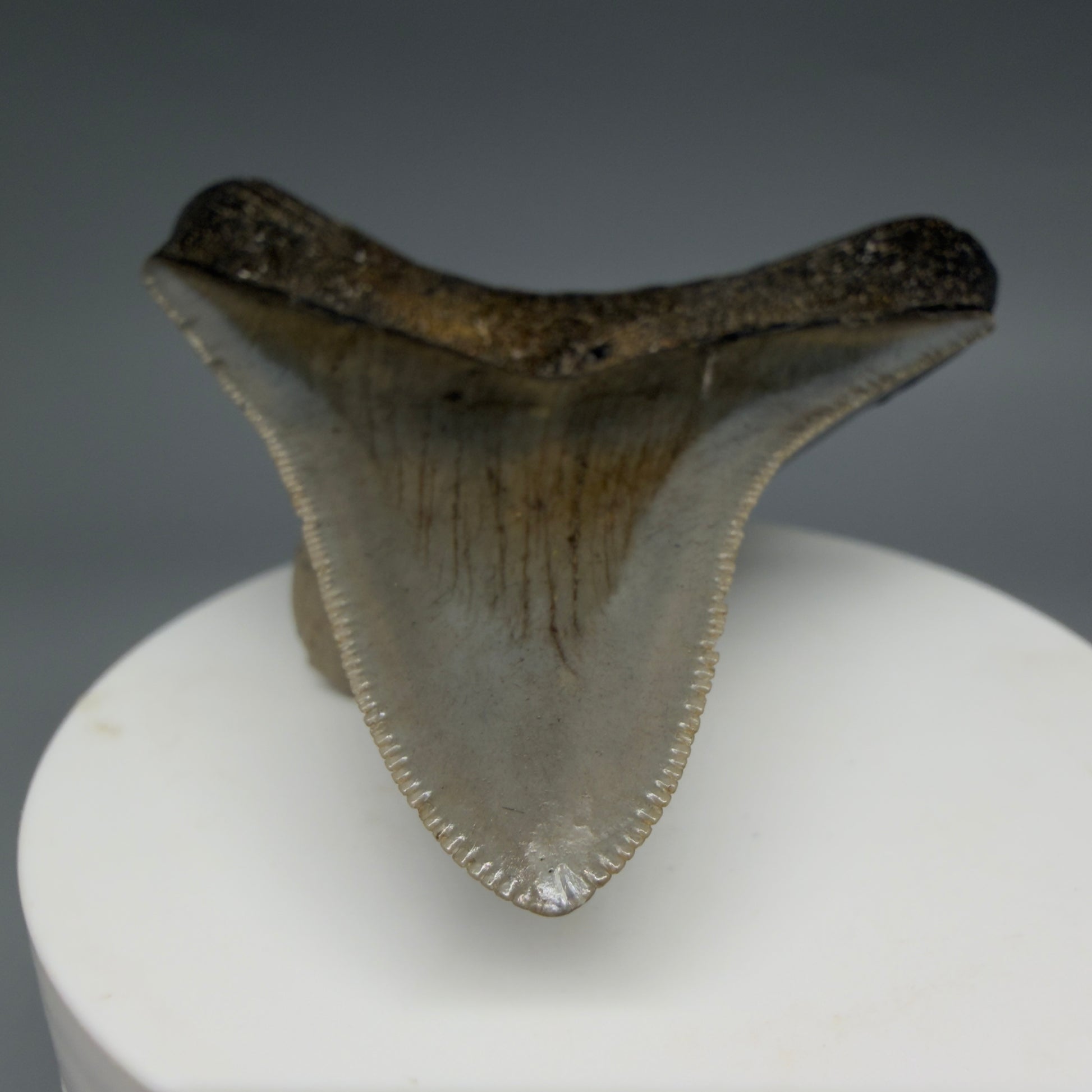 Tip detail View Gorgeous, sharply serrated 2.81" Fossil Megalodon Tooth – South Carolina River Find | Authentic CM6401