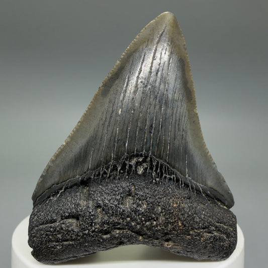 2.51" Colorful Fossil Megalodon Tooth – South Carolina River Find | Authentic