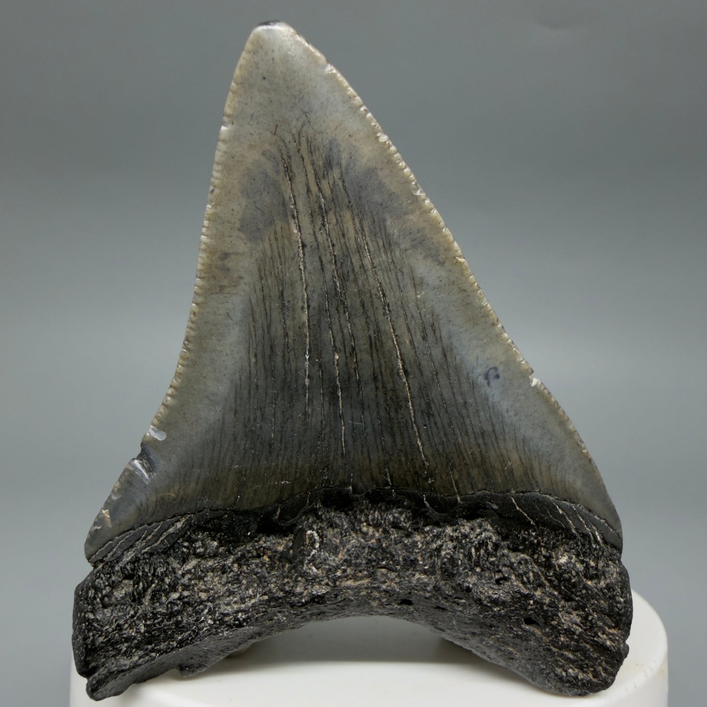 2.51" Colorful Fossil Megalodon Tooth – South Carolina River Find | Authentic