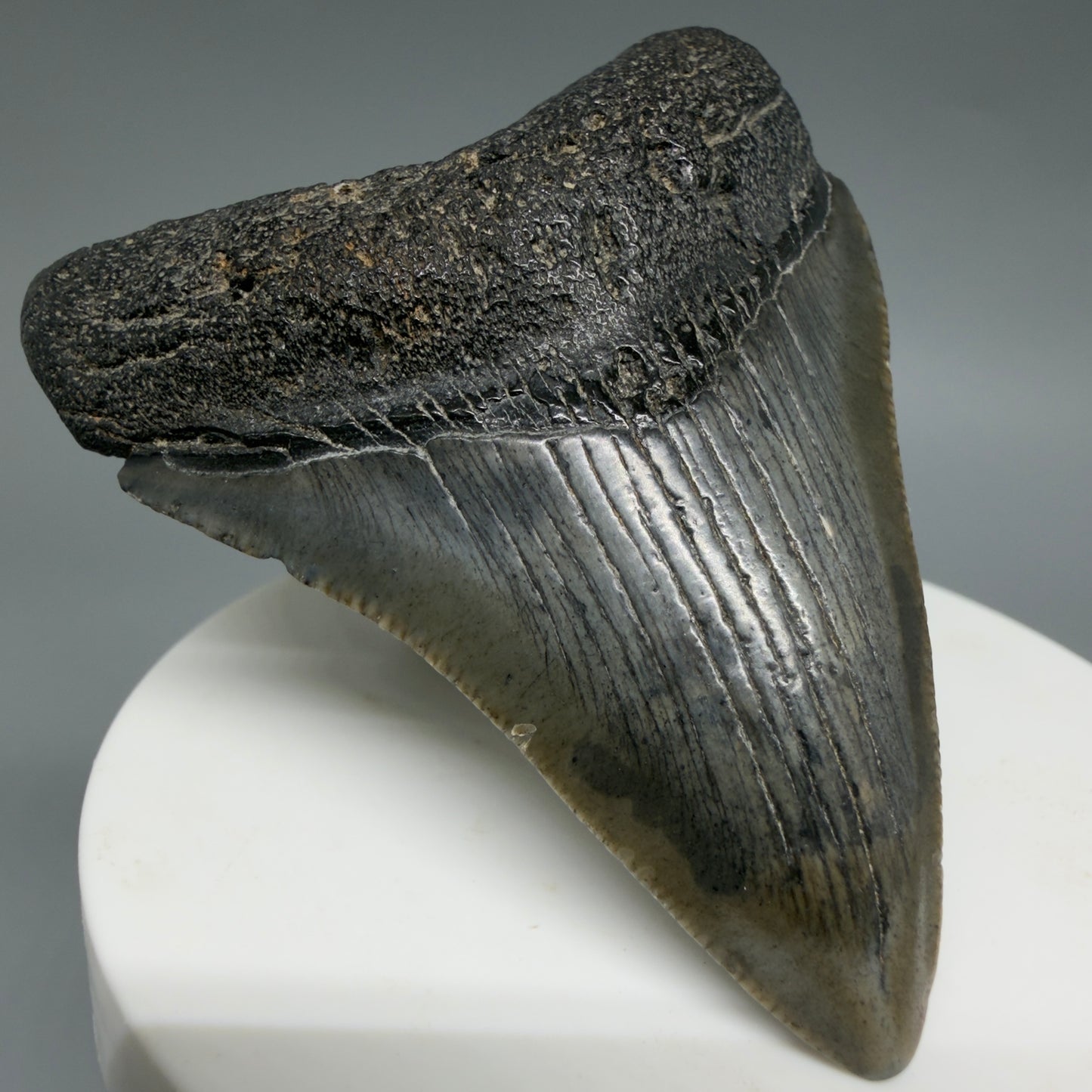 2.51" Colorful Fossil Megalodon Tooth – South Carolina River Find | Authentic