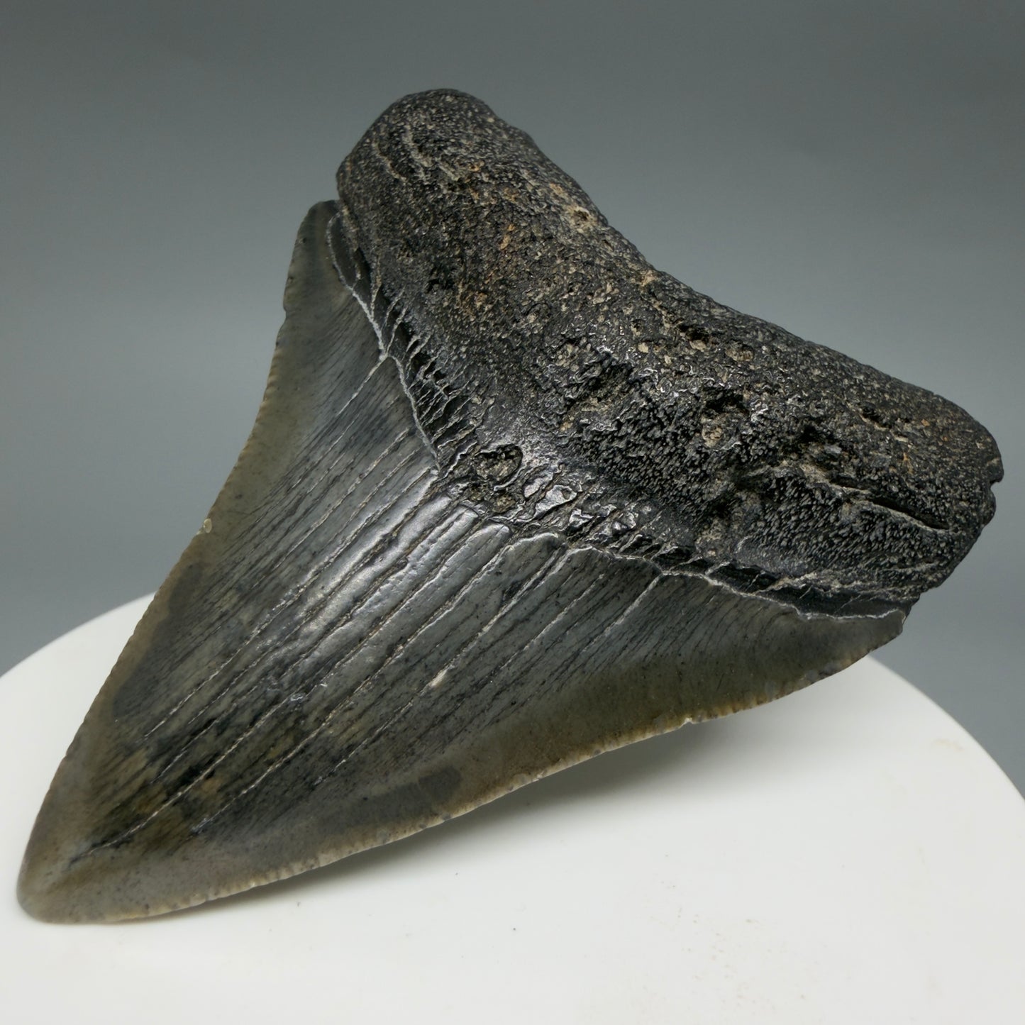 2.51" Colorful Fossil Megalodon Tooth – South Carolina River Find | Authentic