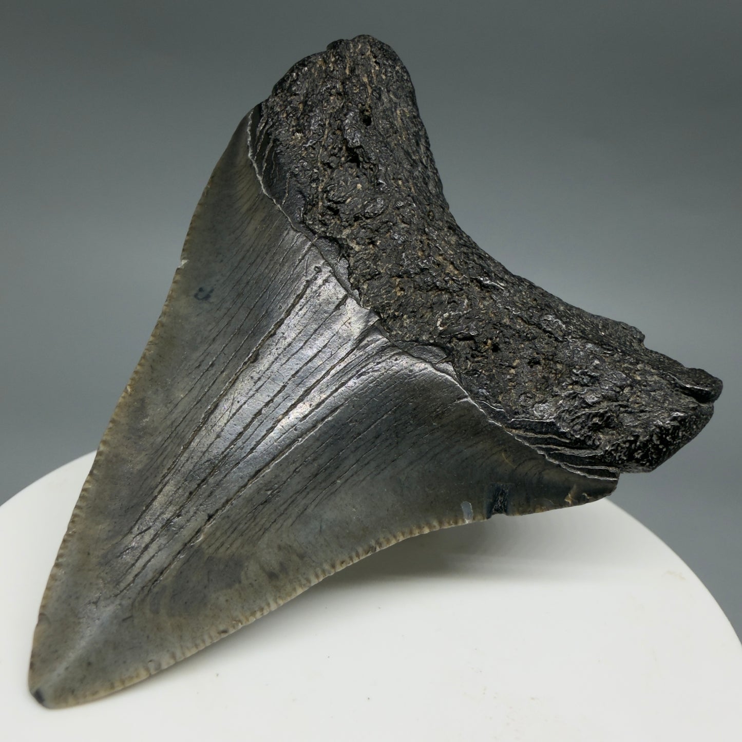 2.51" Colorful Fossil Megalodon Tooth – South Carolina River Find | Authentic