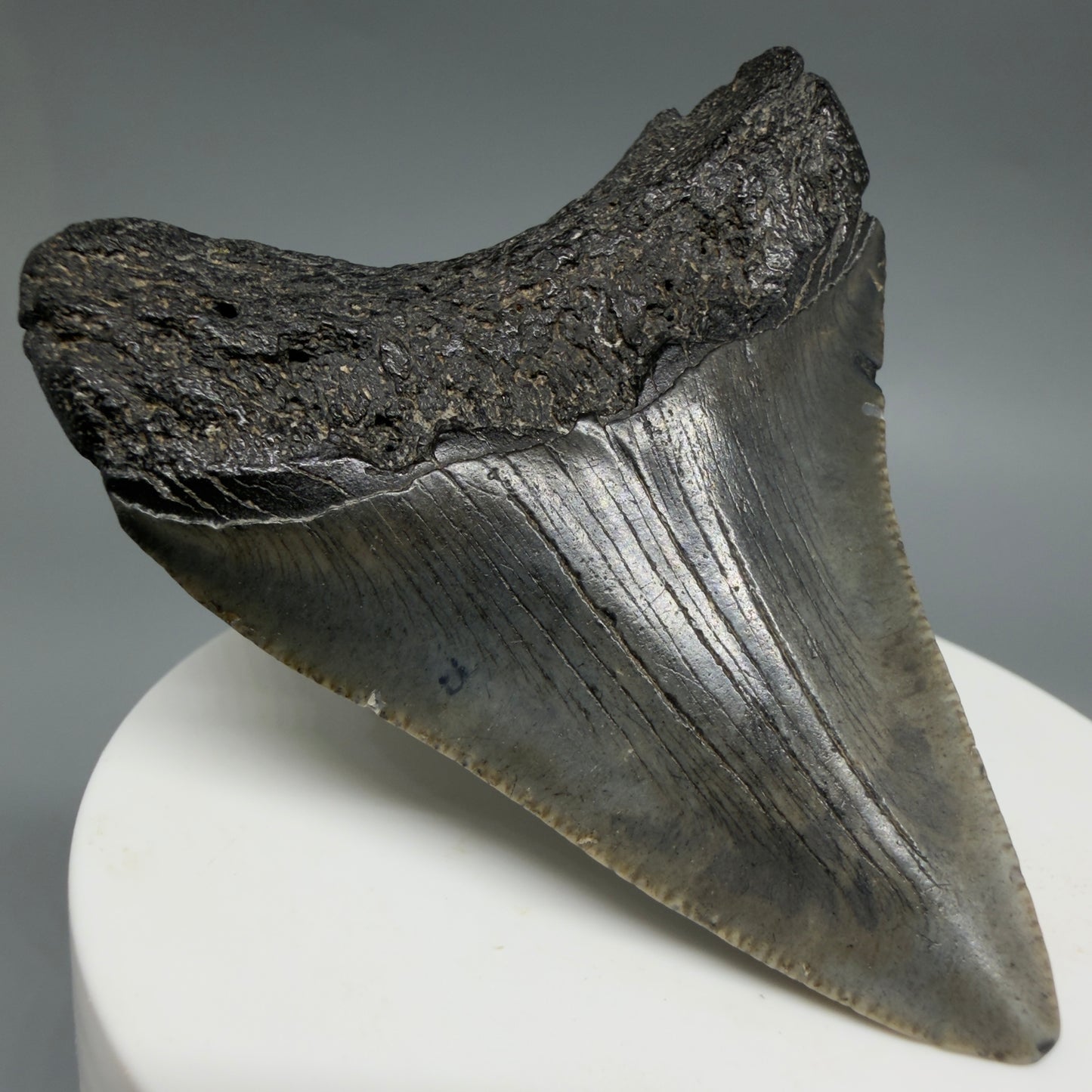 2.51" Colorful Fossil Megalodon Tooth – South Carolina River Find | Authentic
