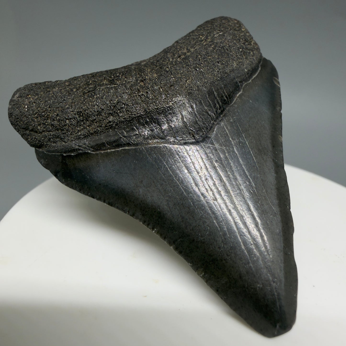 Front Left View 2.08" Colorful Fossil Megalodon Tooth – South Carolina River Find | Authentic CM6397