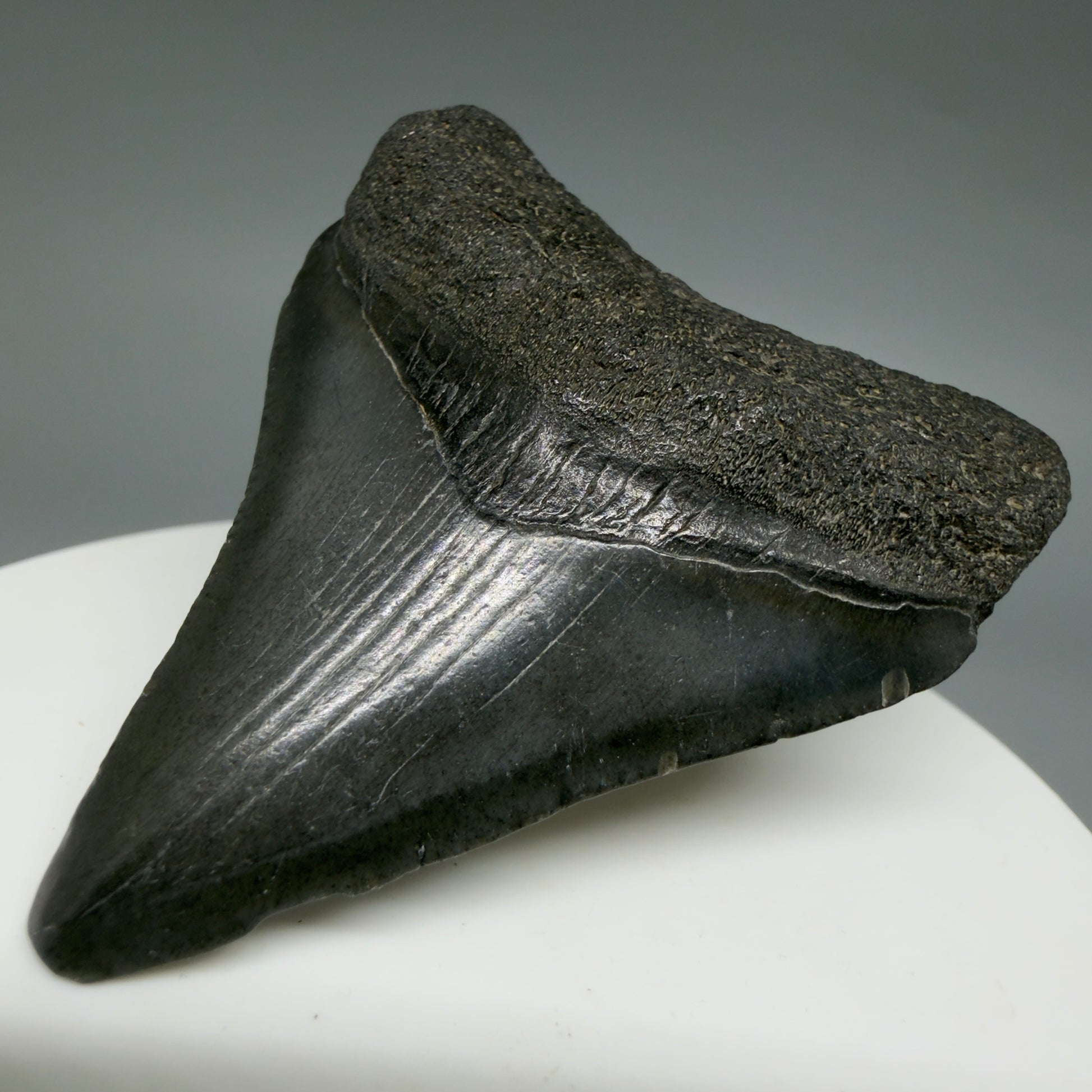 Front Right View 2.08" Colorful Fossil Megalodon Tooth – South Carolina River Find | Authentic CM6397