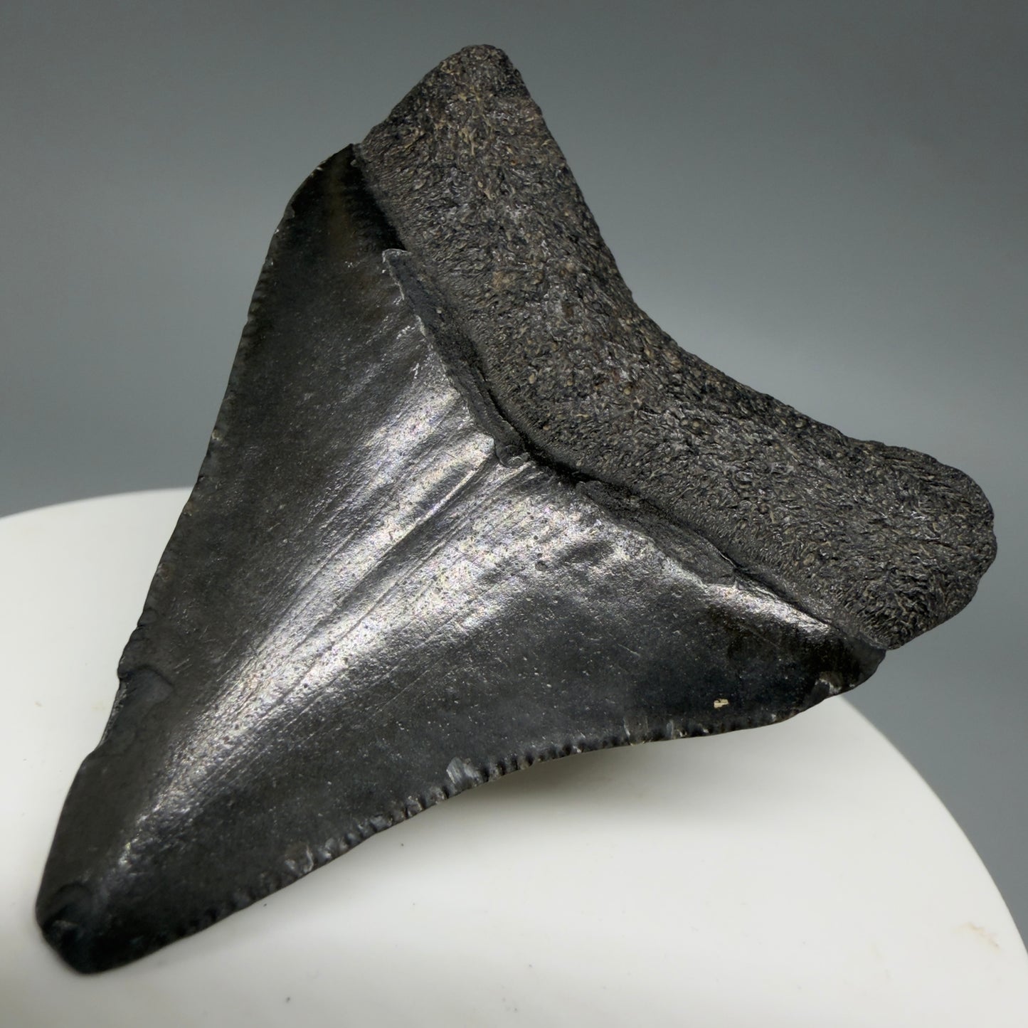 Back Right View 2.08" Colorful Fossil Megalodon Tooth – South Carolina River Find | Authentic CM6397