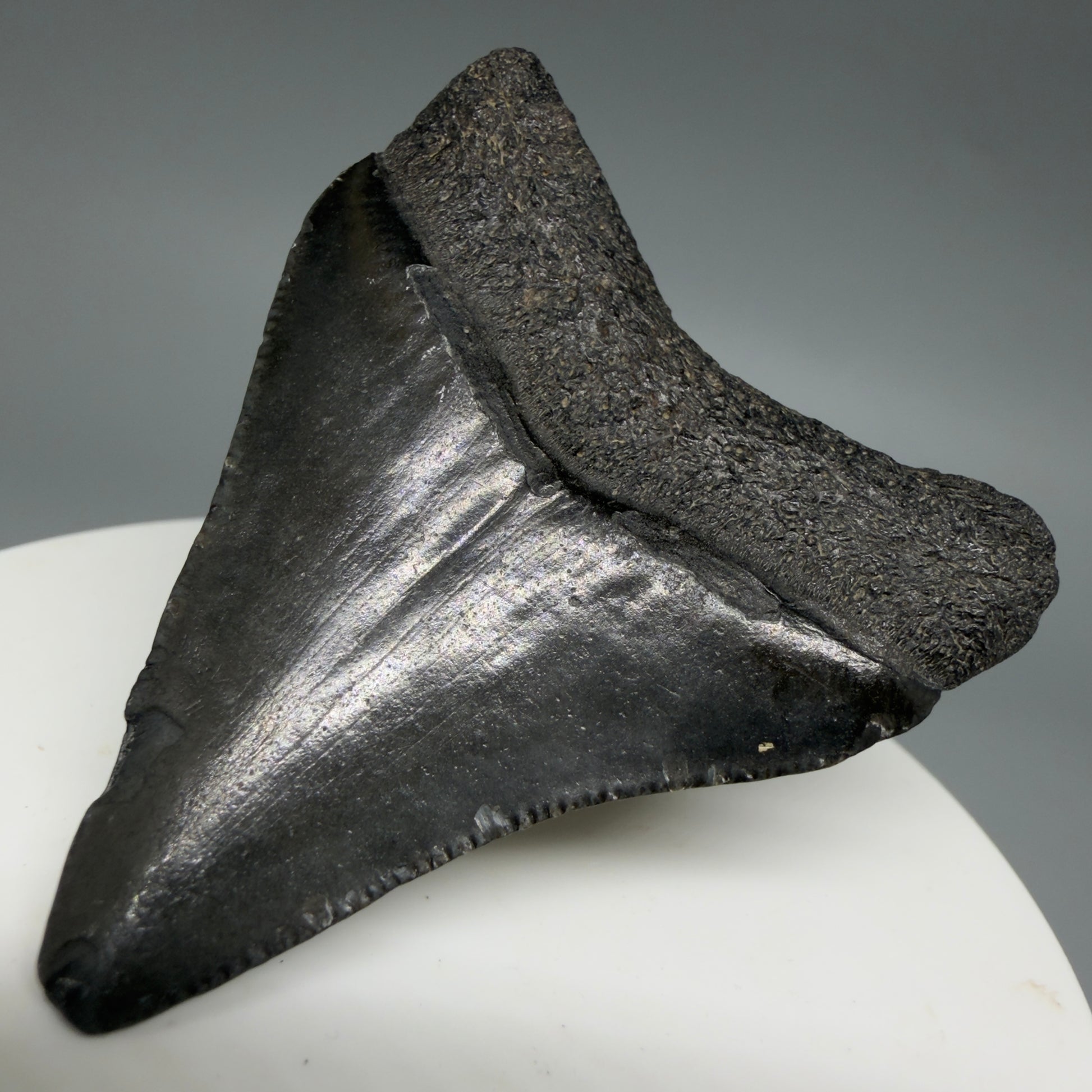 Back Right View 2.08" Colorful Fossil Megalodon Tooth – South Carolina River Find | Authentic CM6397