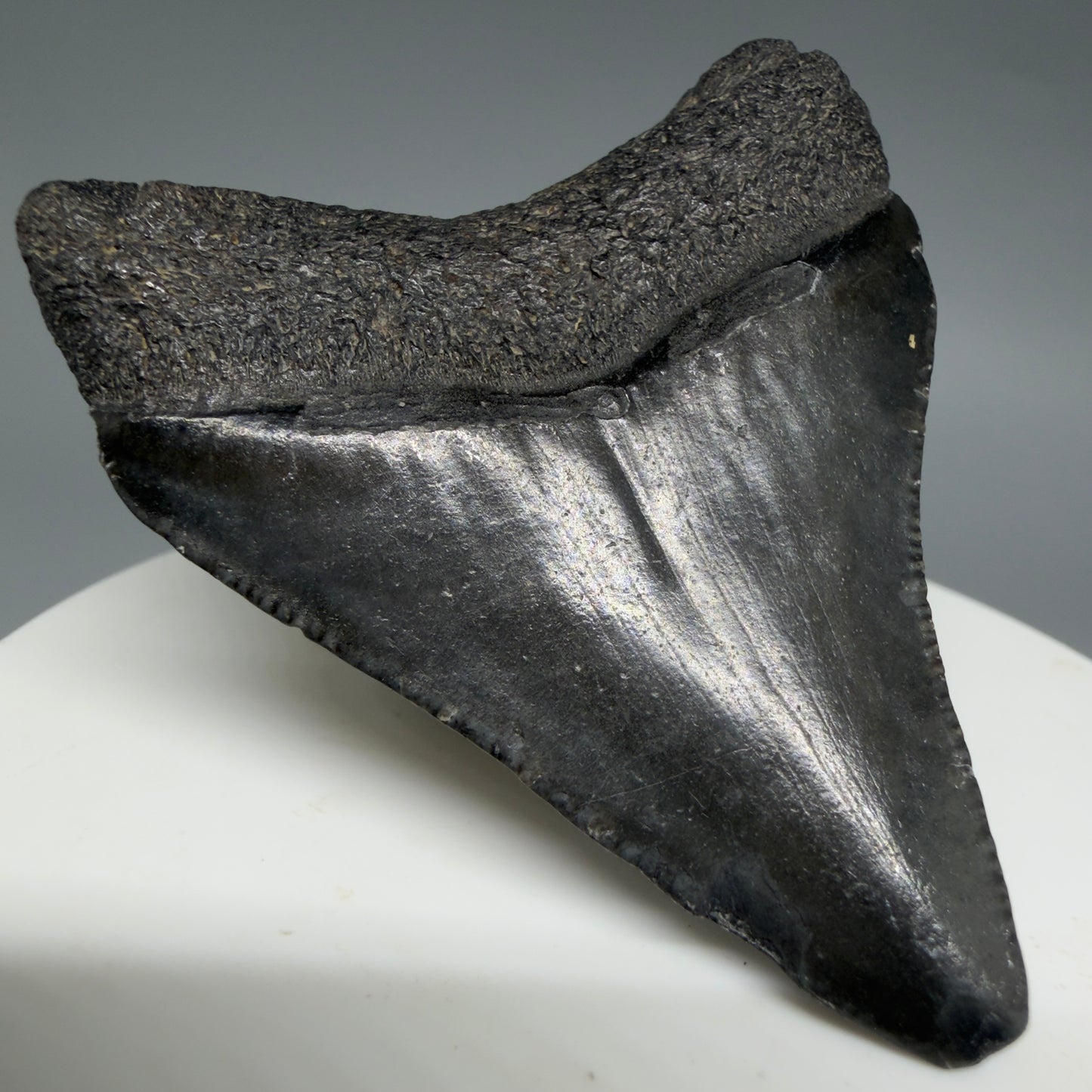 Back Left View 2.08" Colorful Fossil Megalodon Tooth – South Carolina River Find | Authentic CM6397