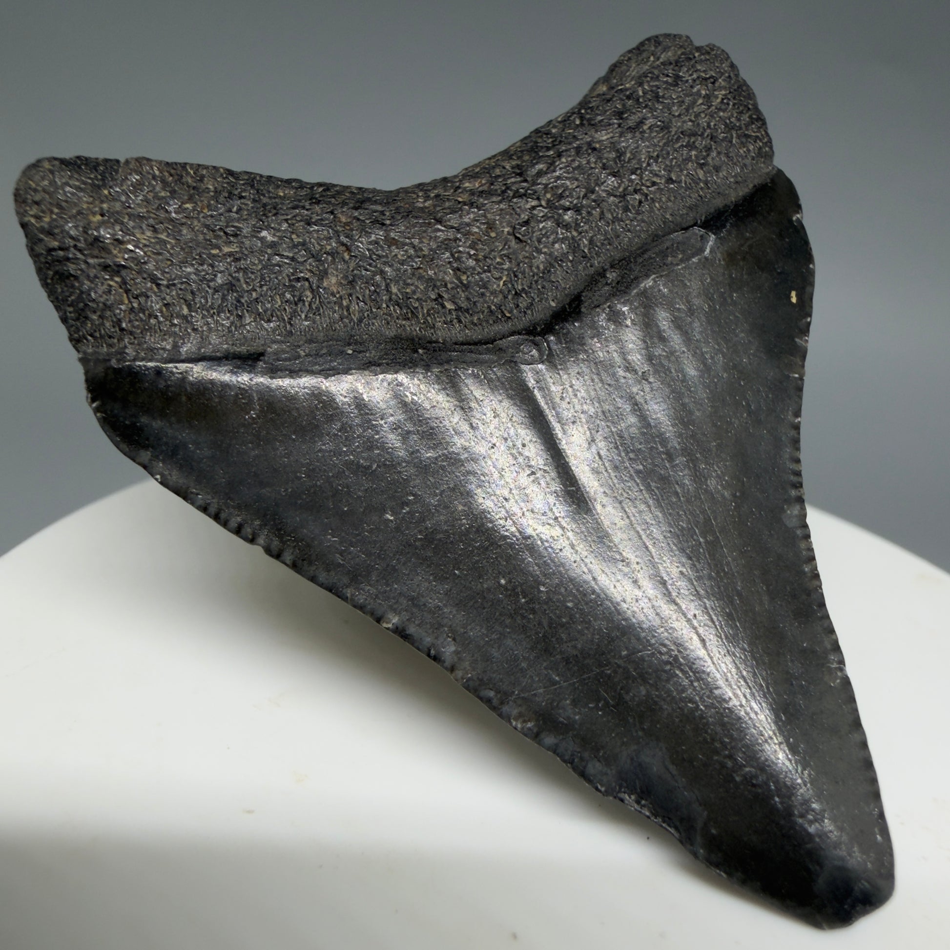 Back Left View 2.08" Colorful Fossil Megalodon Tooth – South Carolina River Find | Authentic CM6397
