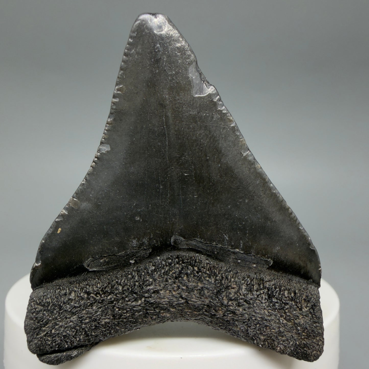 Back View 2.08" Colorful Fossil Megalodon Tooth – South Carolina River Find | Authentic CM6397
