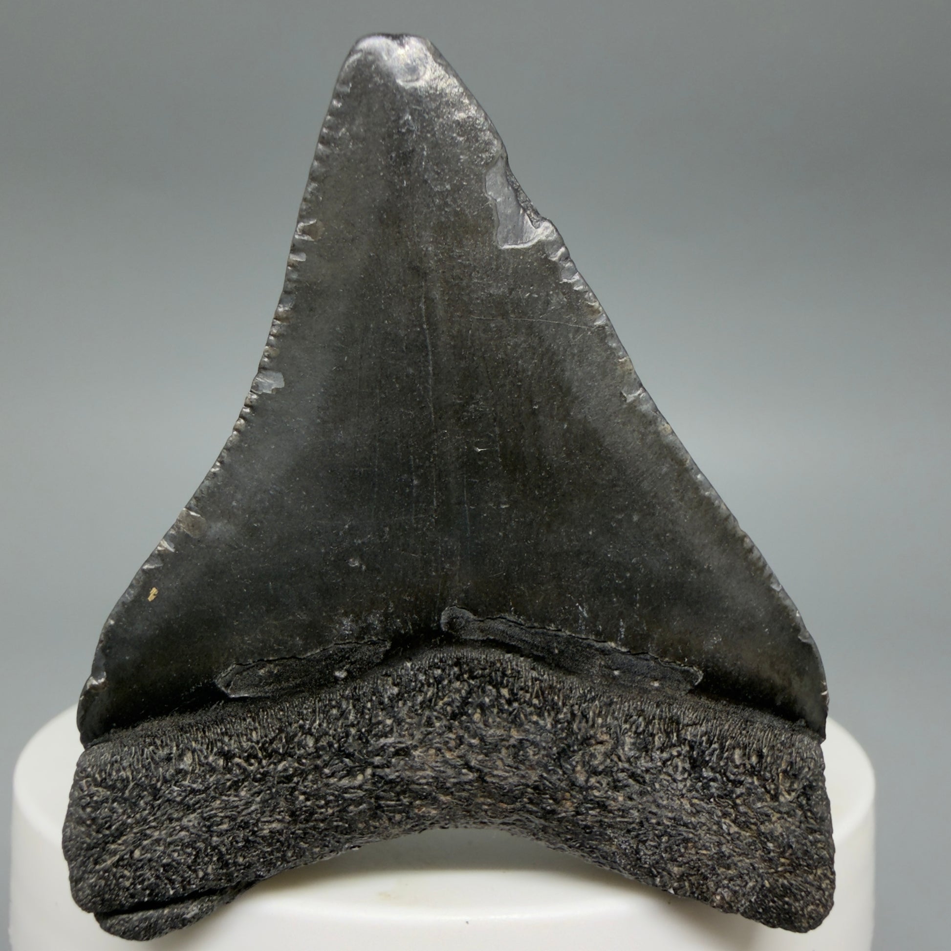 Back View 2.08" Colorful Fossil Megalodon Tooth – South Carolina River Find | Authentic CM6397