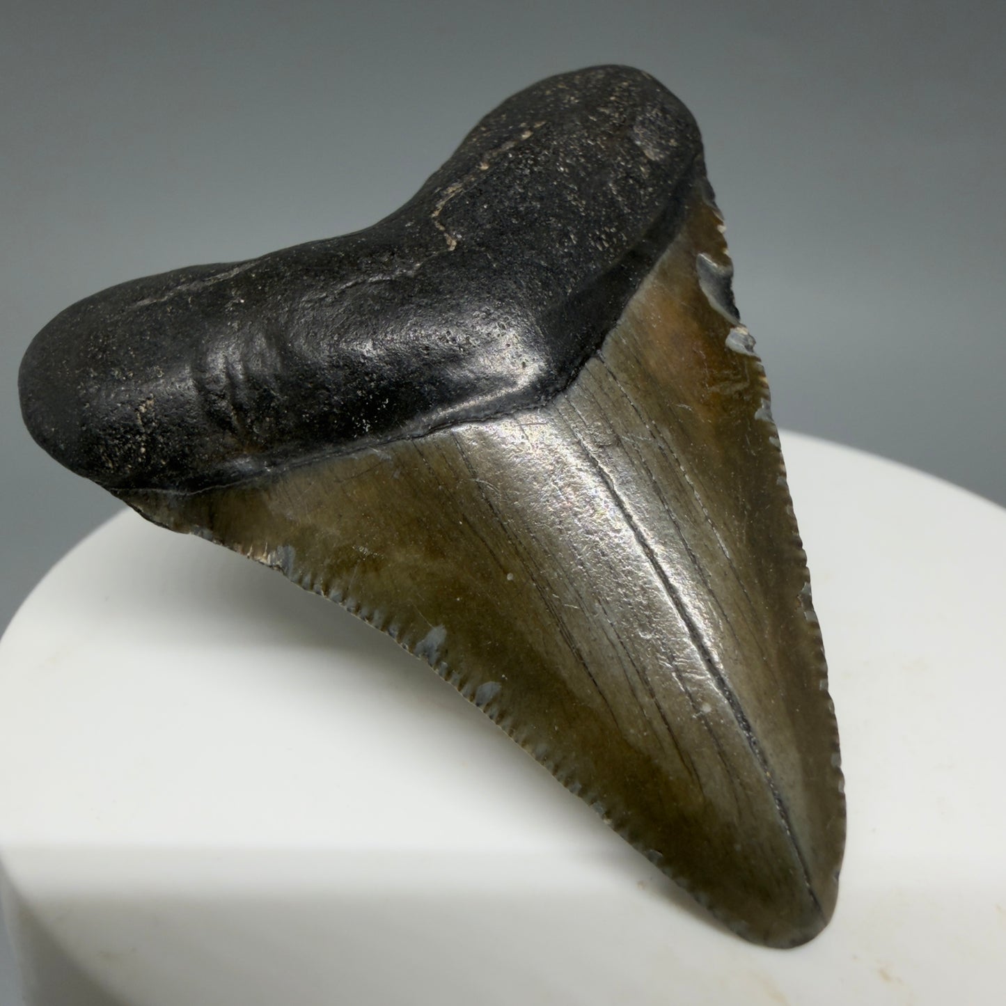 Front Left View Heart-shaped 2.04" Colorful Fossil Megalodon Tooth – South Carolina River Find | Authentic CM6395