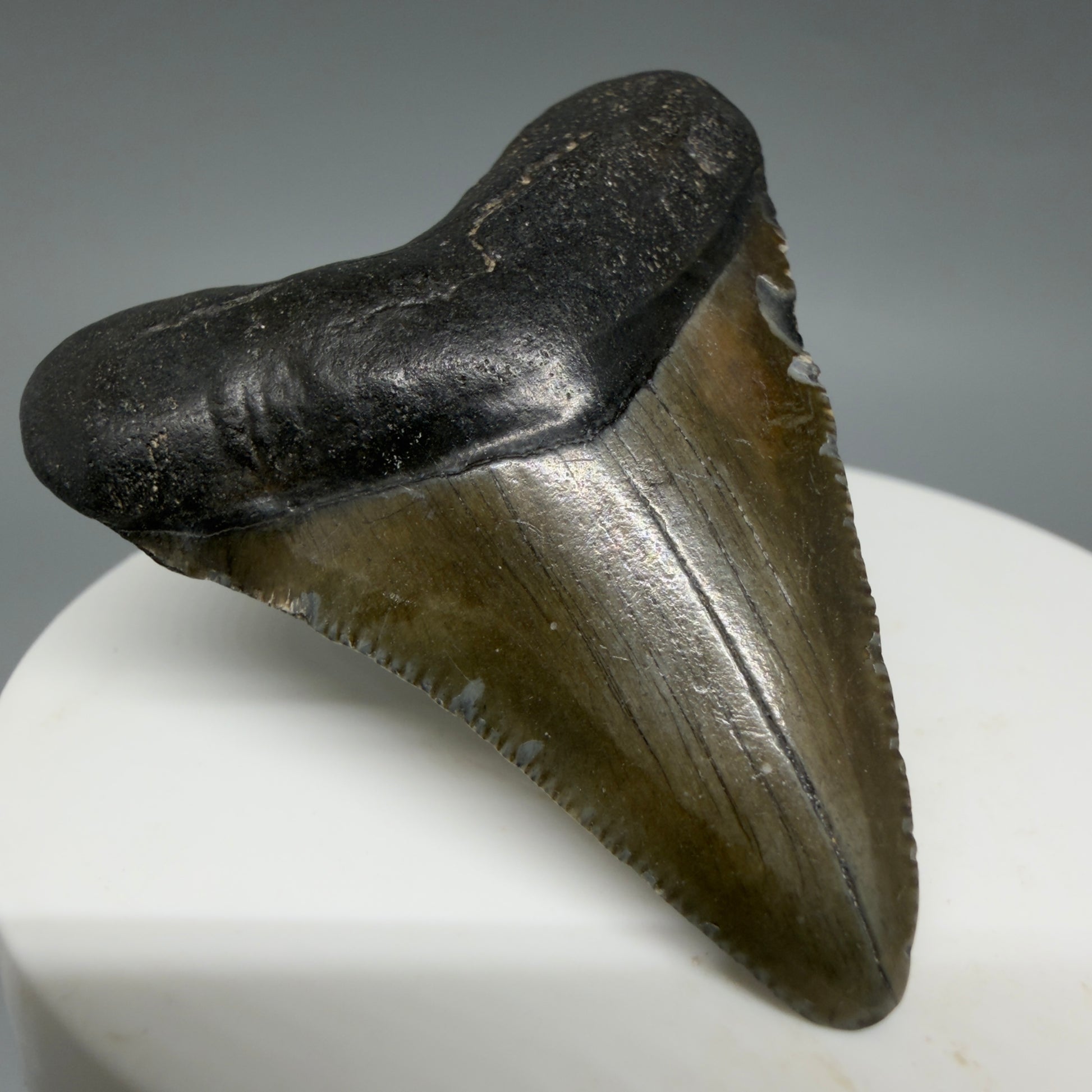Front Left View Heart-shaped 2.04" Colorful Fossil Megalodon Tooth – South Carolina River Find | Authentic CM6395