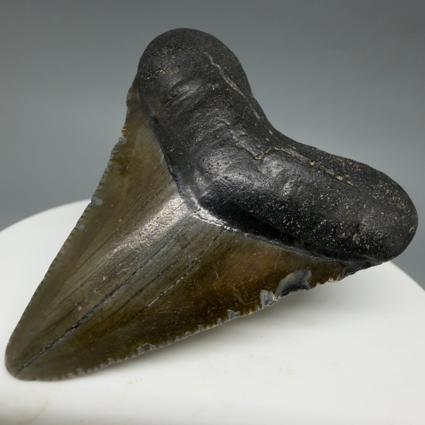 Front Right View Heart-shaped 2.04" Colorful Fossil Megalodon Tooth – South Carolina River Find | Authentic CM6395