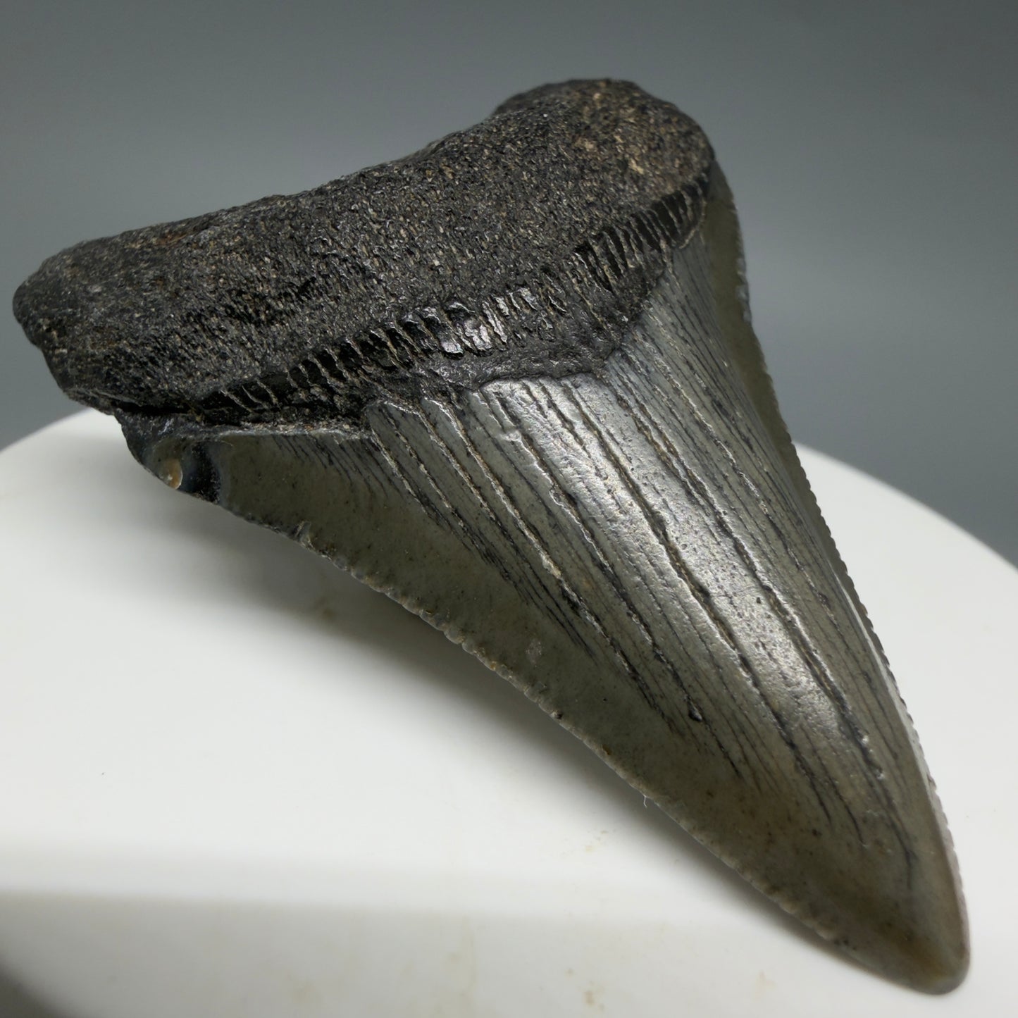 Front Left View Lower 2.16" Fossil Megalodon Tooth – South Carolina River Find | Authentic CM6396