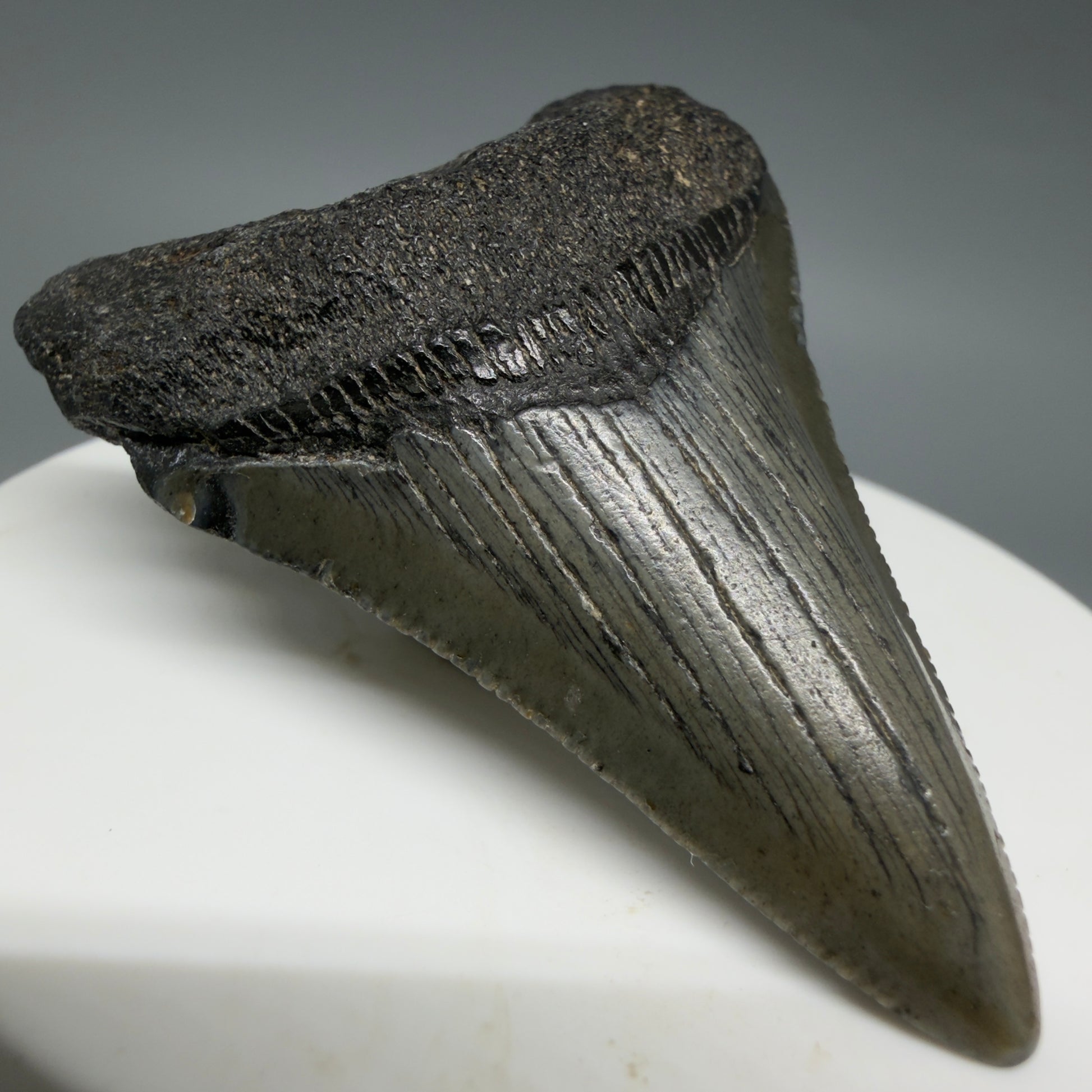 Front Left View Lower 2.16" Fossil Megalodon Tooth – South Carolina River Find | Authentic CM6396