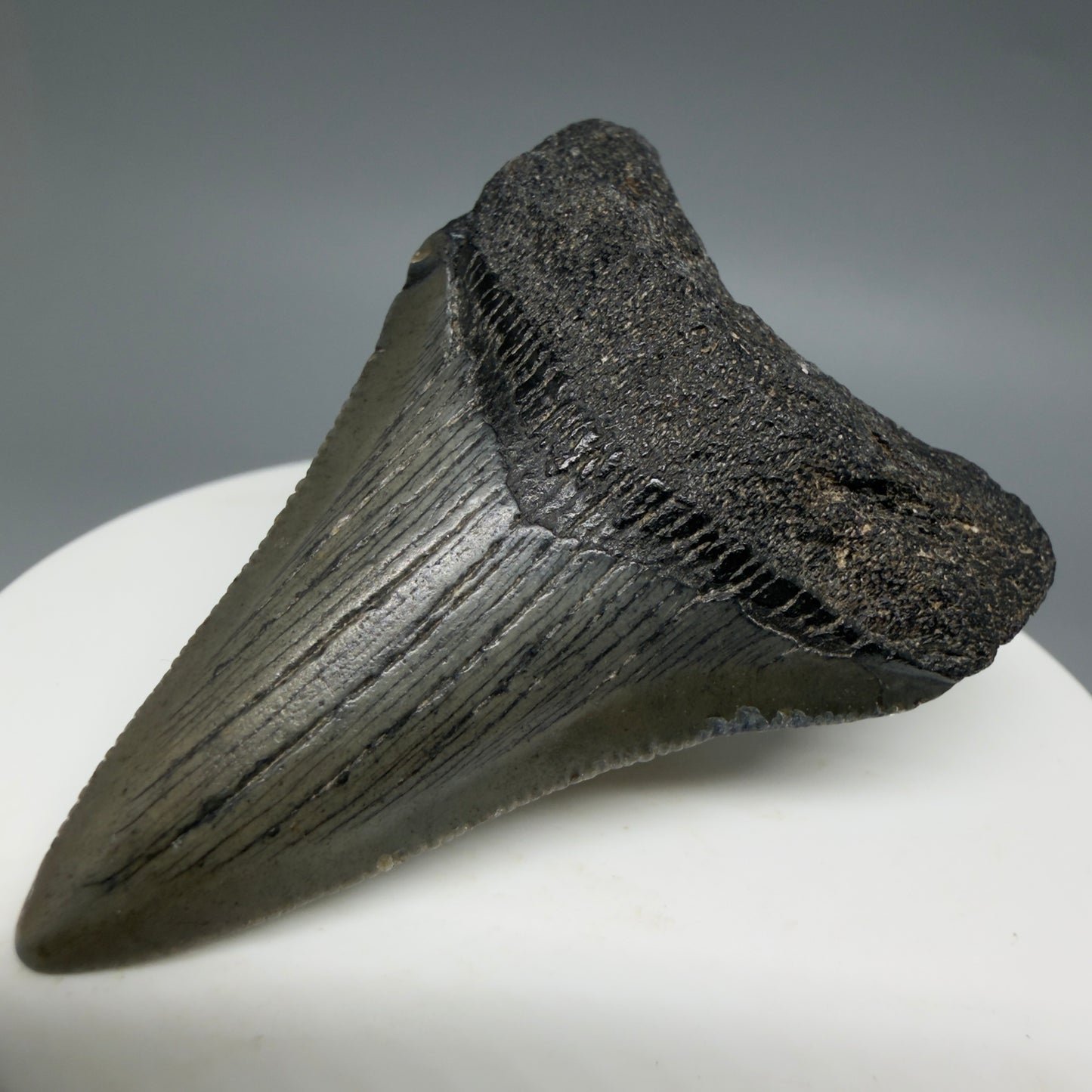 Front Right View Lower 2.16" Fossil Megalodon Tooth – South Carolina River Find | Authentic CM6396