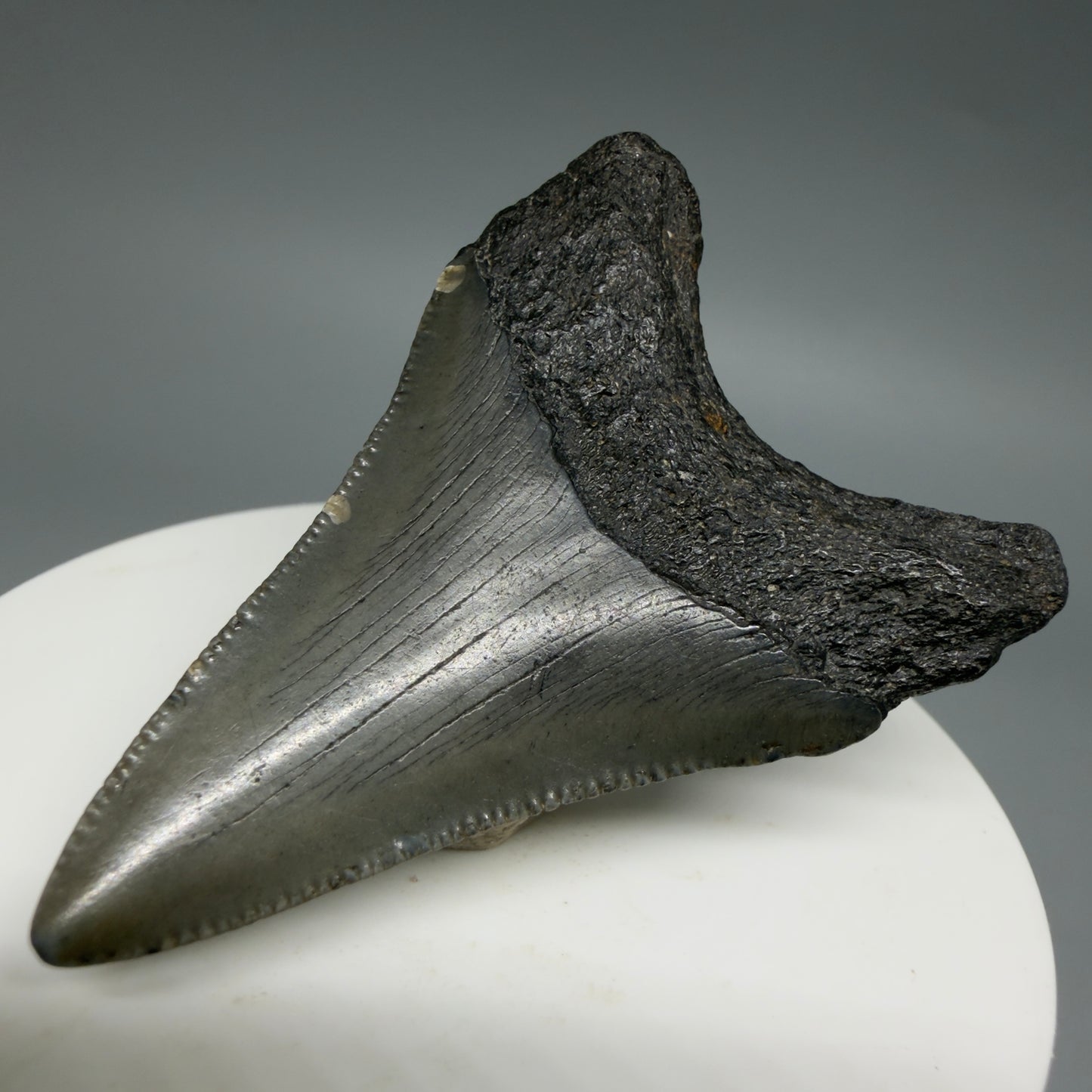 Back Right View Lower 2.16" Fossil Megalodon Tooth – South Carolina River Find | Authentic CM6396