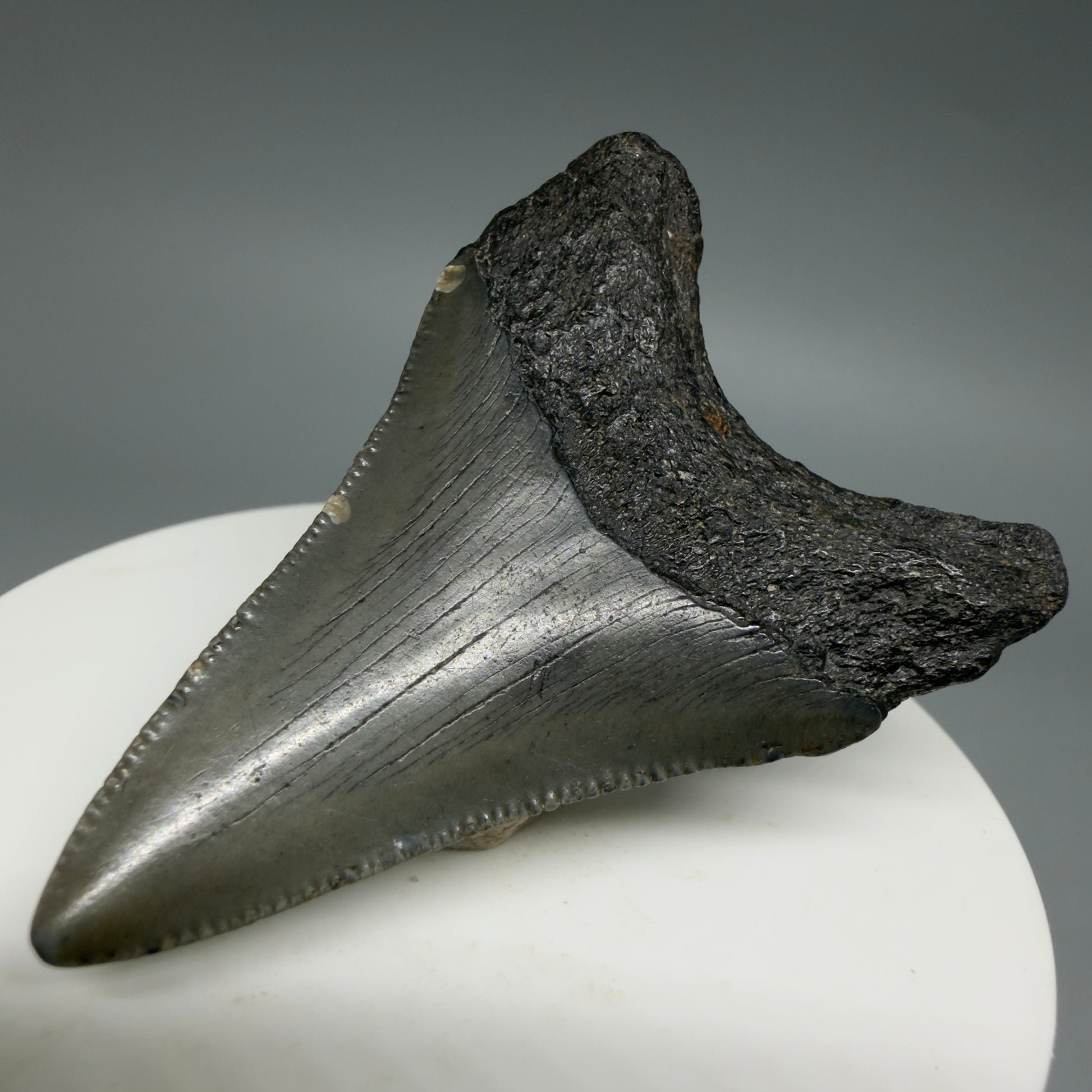 Back Right View Lower 2.16" Fossil Megalodon Tooth – South Carolina River Find | Authentic CM6396