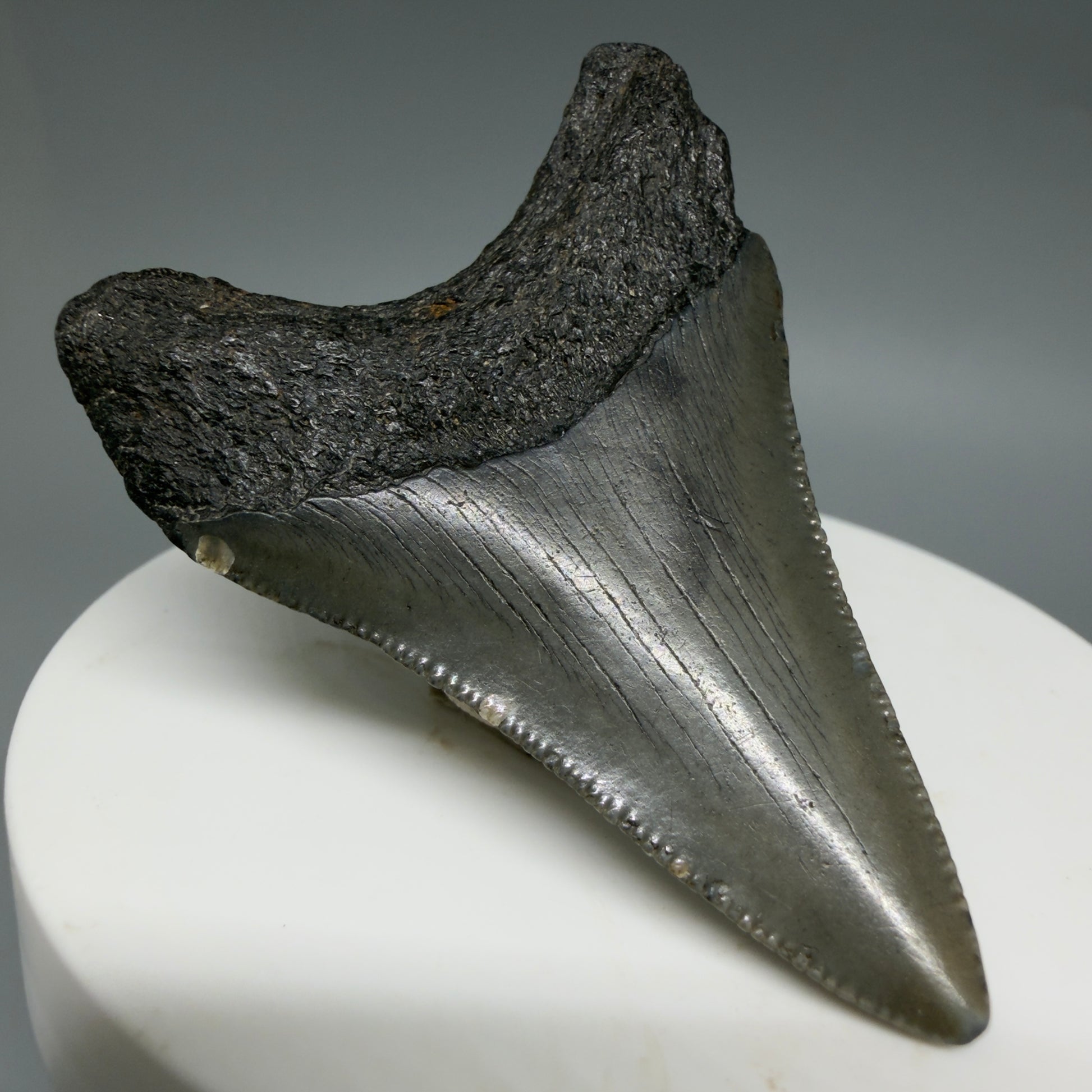 Back Left View Lower 2.16" Fossil Megalodon Tooth – South Carolina River Find | Authentic CM6396