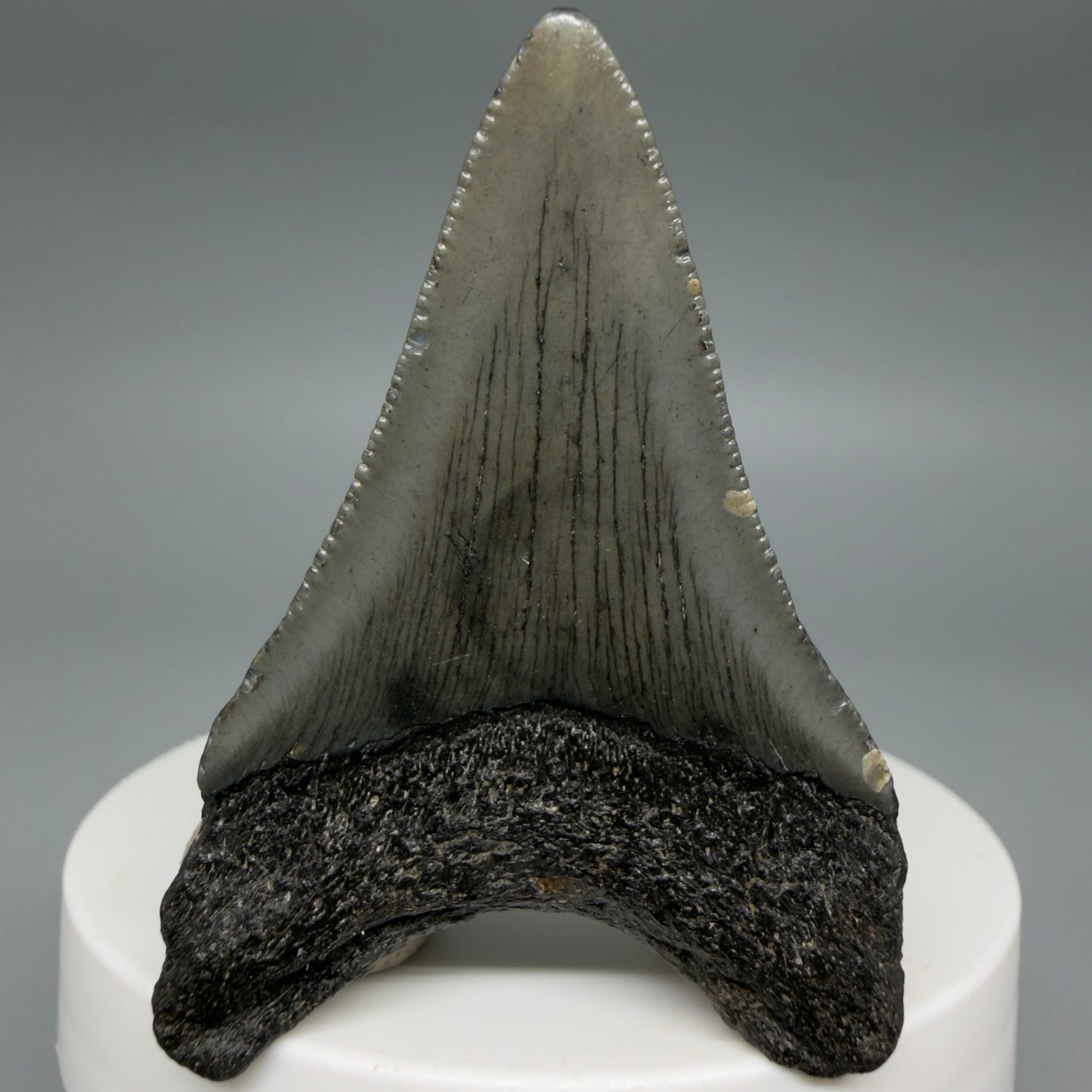 Back View Lower 2.16" Fossil Megalodon Tooth – South Carolina River Find | Authentic CM6396