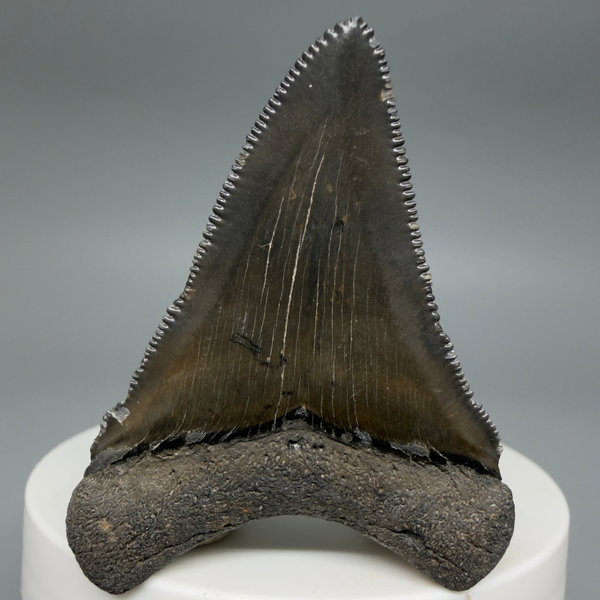 Back View Gorgeous, sharply serrated 2.09" Fossil Megalodon Tooth – South Carolina River Find | Authentic CM6394