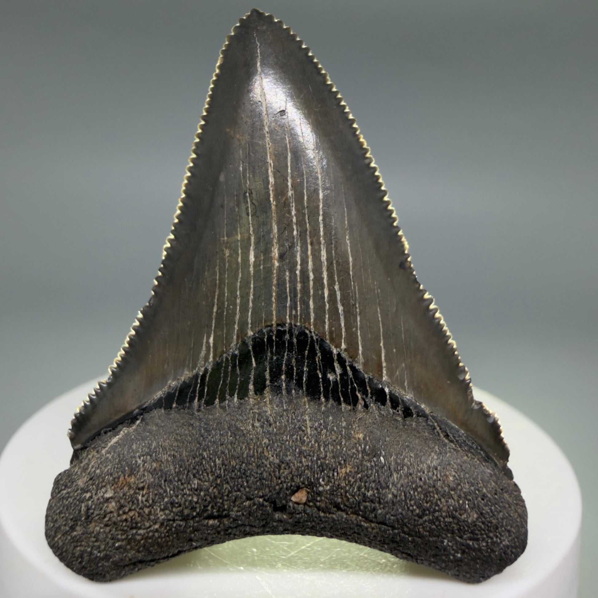Front View Gorgeous, sharply serrated 2.09" Fossil Megalodon Tooth – South Carolina River Find | Authentic CM6394 - 2