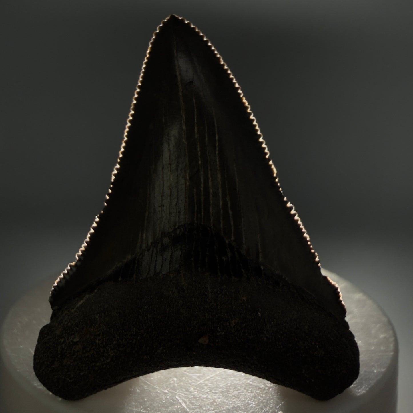 Front View Gorgeous, sharply serrated 2.09" Fossil Megalodon Tooth – South Carolina River Find | Authentic CM6394 - 1