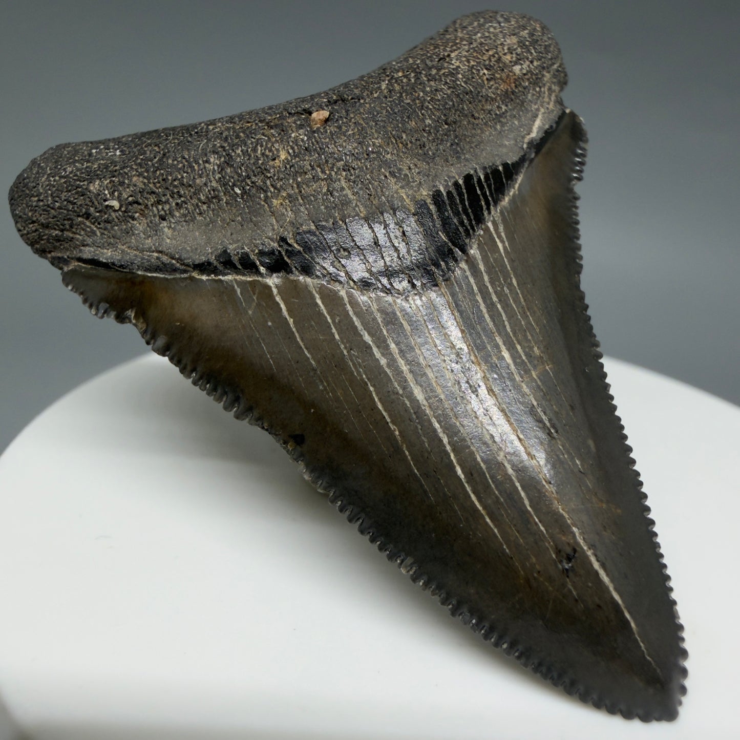 Front Left View Gorgeous, sharply serrated 2.09" Fossil Megalodon Tooth – South Carolina River Find | Authentic CM6394