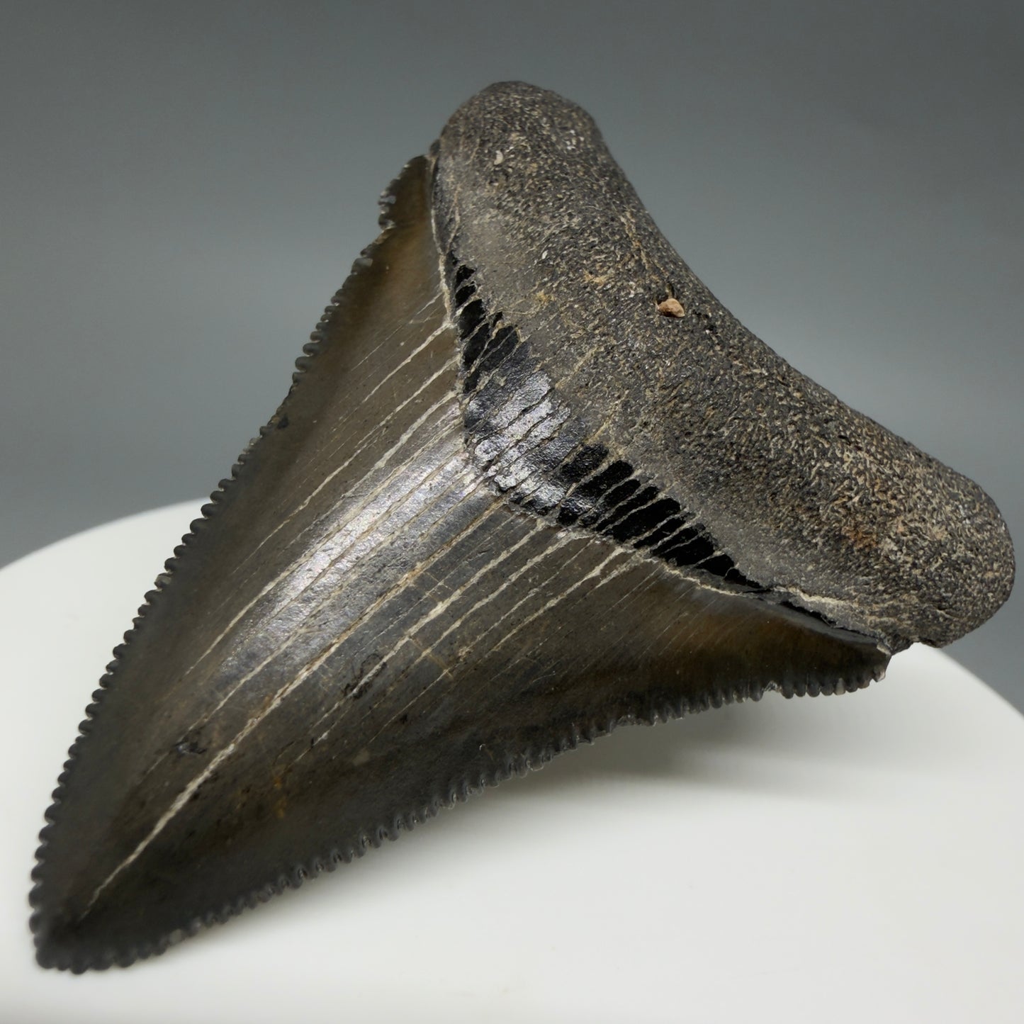 Front Right View Gorgeous, sharply serrated 2.09" Fossil Megalodon Tooth – South Carolina River Find | Authentic CM6394