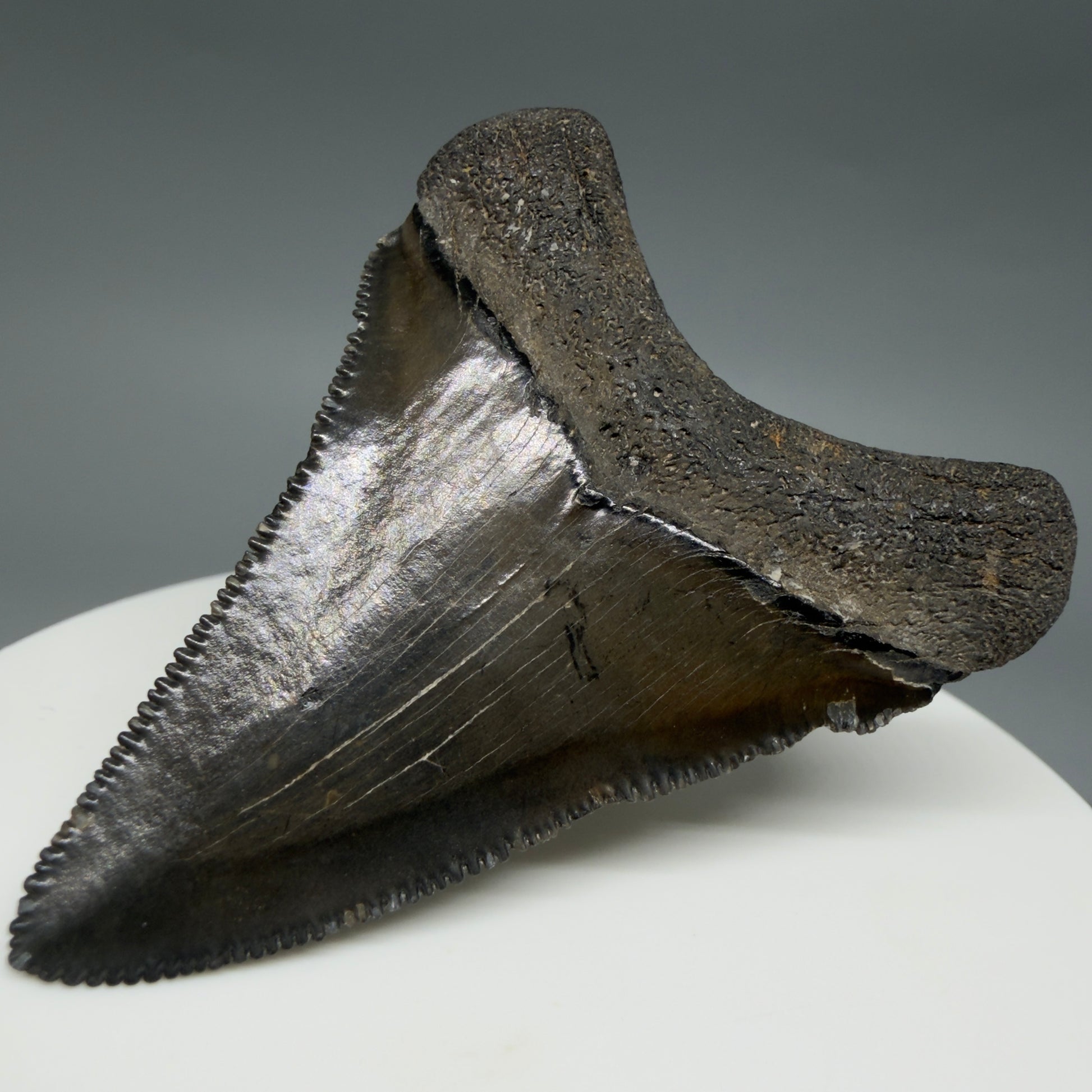 Back Right View Gorgeous, sharply serrated 2.09" Fossil Megalodon Tooth – South Carolina River Find | Authentic CM6394