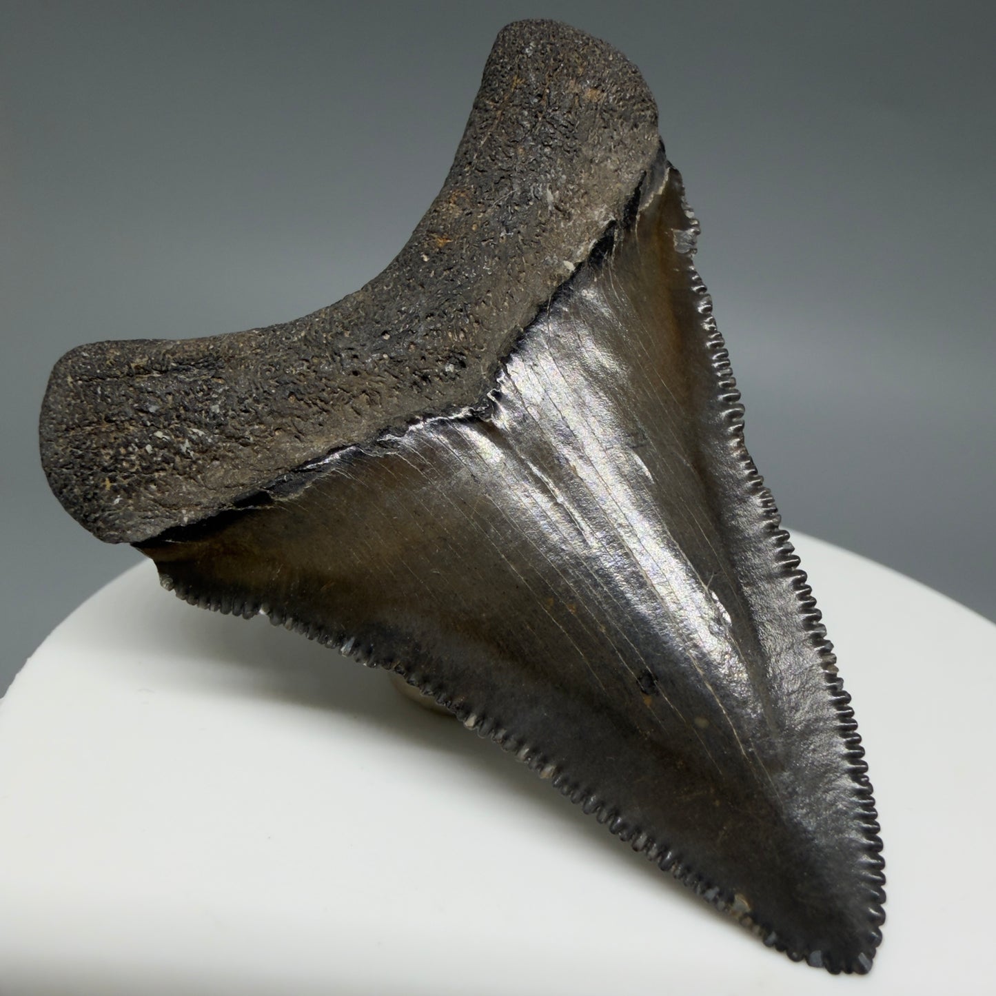 Back Left View Gorgeous, sharply serrated 2.09" Fossil Megalodon Tooth – South Carolina River Find | Authentic CM6394