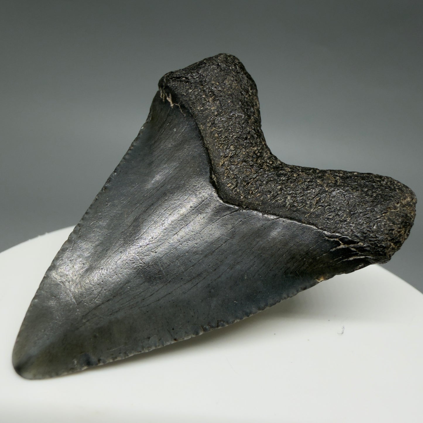 Back Right View Heart-shaped 1.94" Colorful Fossil Megalodon Tooth – South Carolina River Find | Authentic CM6392
