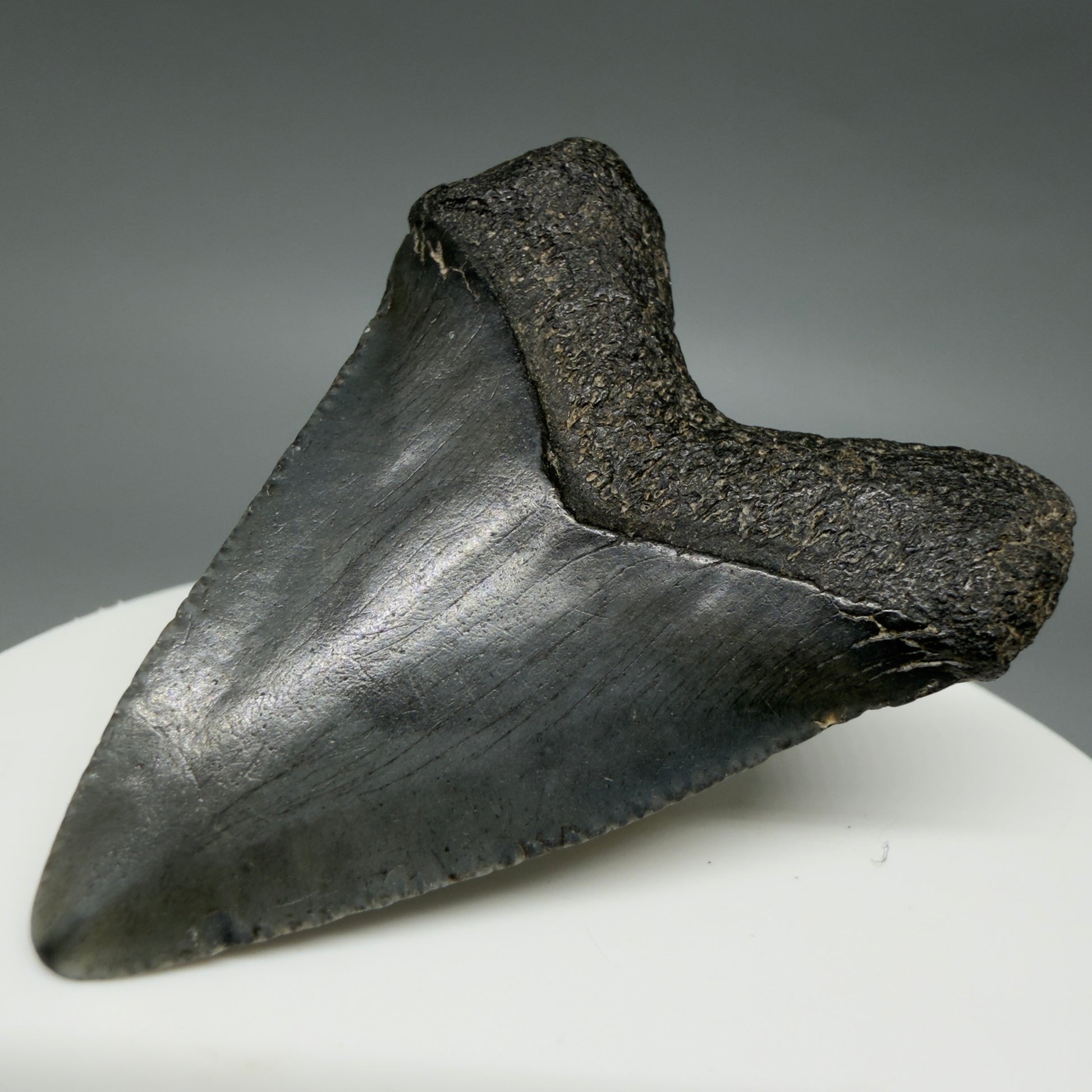 Back Right View Heart-shaped 1.94" Colorful Fossil Megalodon Tooth – South Carolina River Find | Authentic CM6392