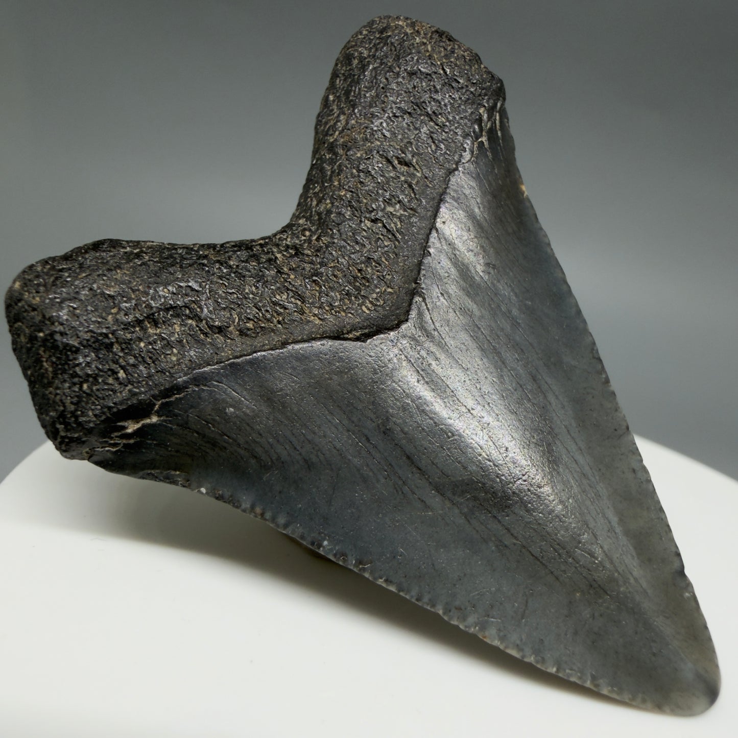 Back Left View Heart-shaped 1.94" Colorful Fossil Megalodon Tooth – South Carolina River Find | Authentic CM6392