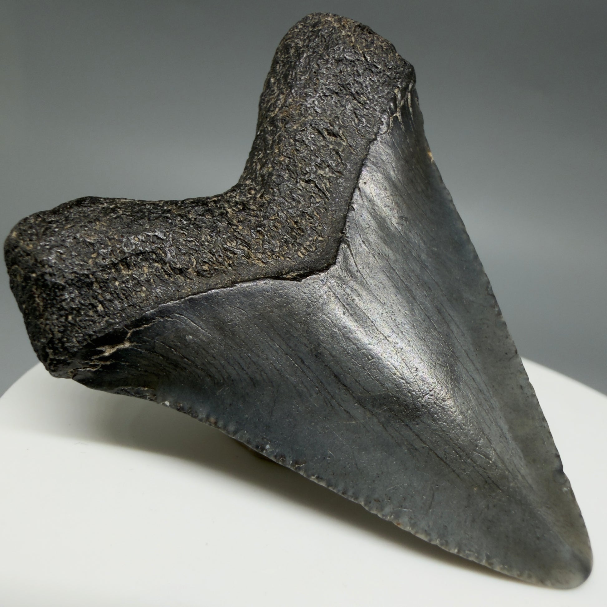 Back Left View Heart-shaped 1.94" Colorful Fossil Megalodon Tooth – South Carolina River Find | Authentic CM6392