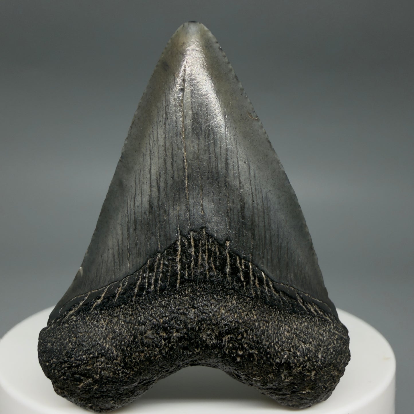 Front View Heart-shaped 1.94" Colorful Fossil Megalodon Tooth – South Carolina River Find | Authentic CM6392 - 1