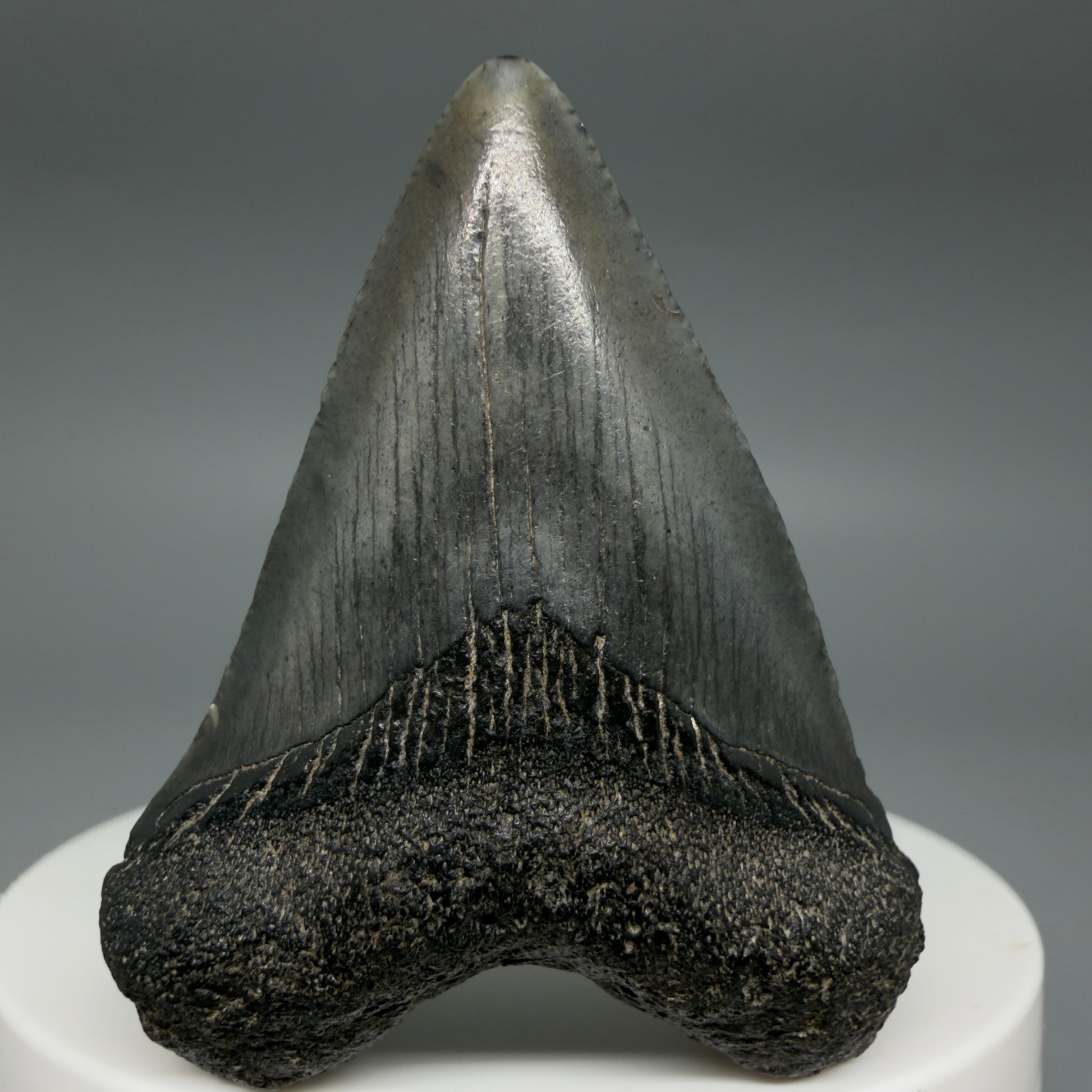 Front View Heart-shaped 1.94" Colorful Fossil Megalodon Tooth – South Carolina River Find | Authentic CM6392 - 1