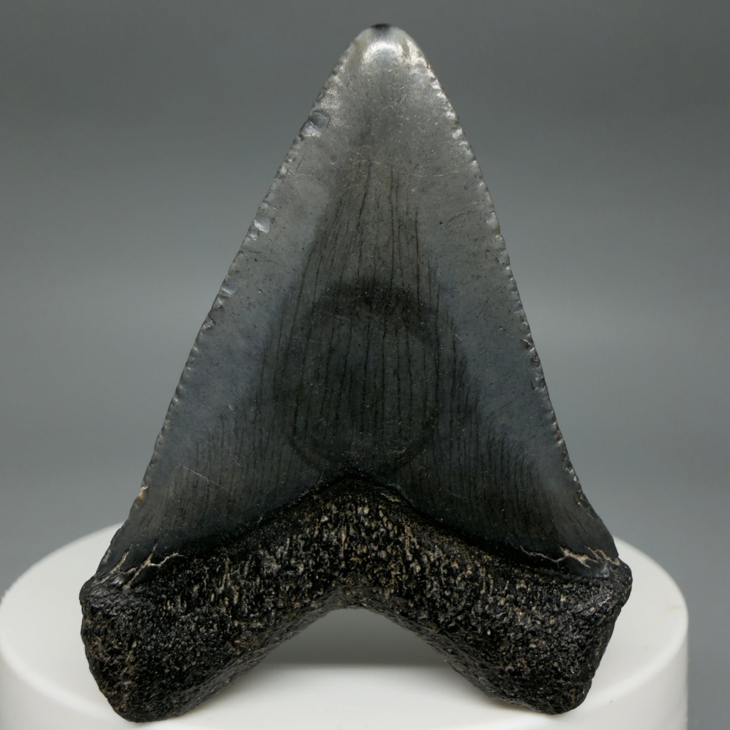 Back View Heart-shaped 1.94" Colorful Fossil Megalodon Tooth – South Carolina River Find | Authentic CM6392