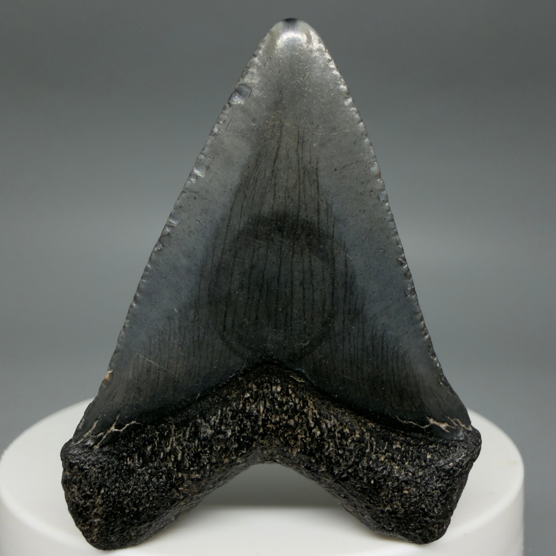 Back View Heart-shaped 1.94" Colorful Fossil Megalodon Tooth – South Carolina River Find | Authentic CM6392