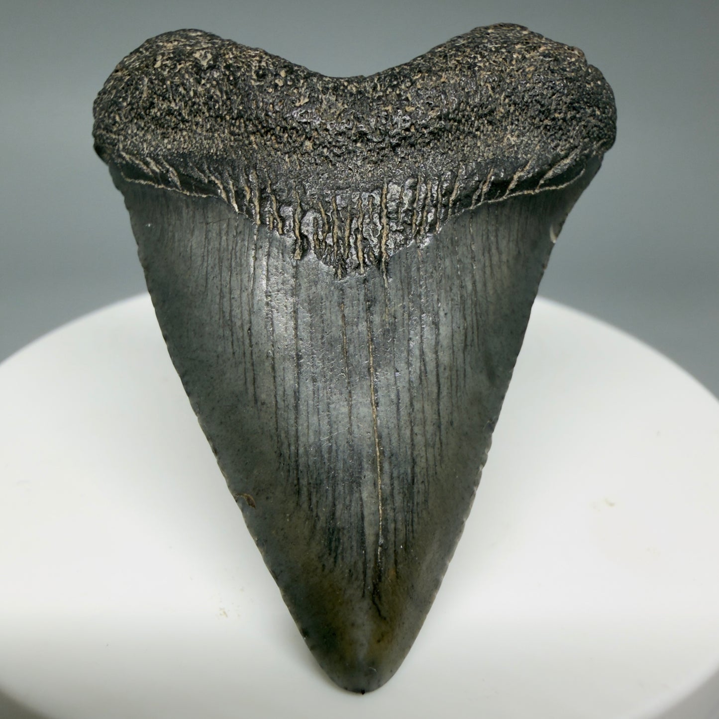 Front View Heart-shaped 1.94" Colorful Fossil Megalodon Tooth – South Carolina River Find | Authentic CM6392